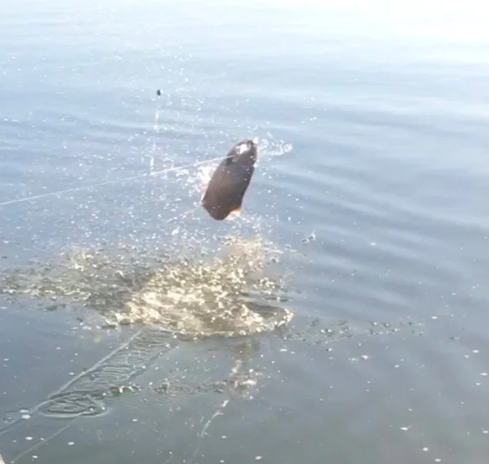Sacramento River King Salmon Goes Air Born On October 2, 2016