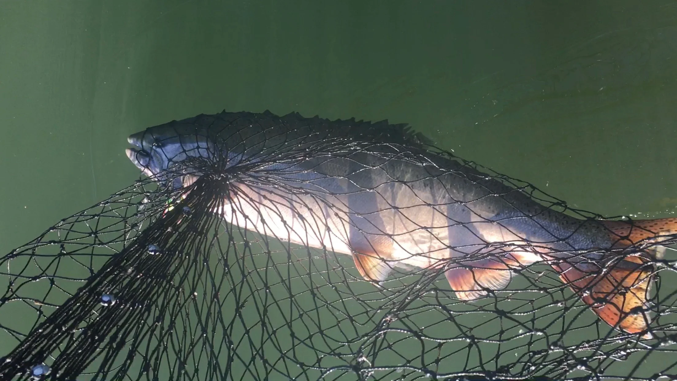 Big Sacramento River Salmon In The Net On October 9, 2016