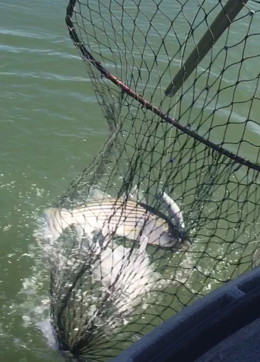 Sacramento River Striped Bass Caught On September 29, 2016