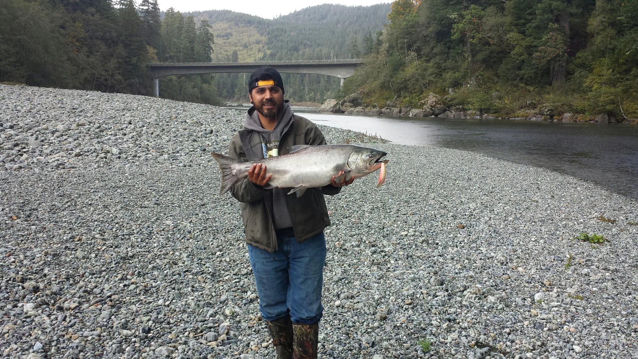 Bright Beautiful King Salmon Caught In Northern California
