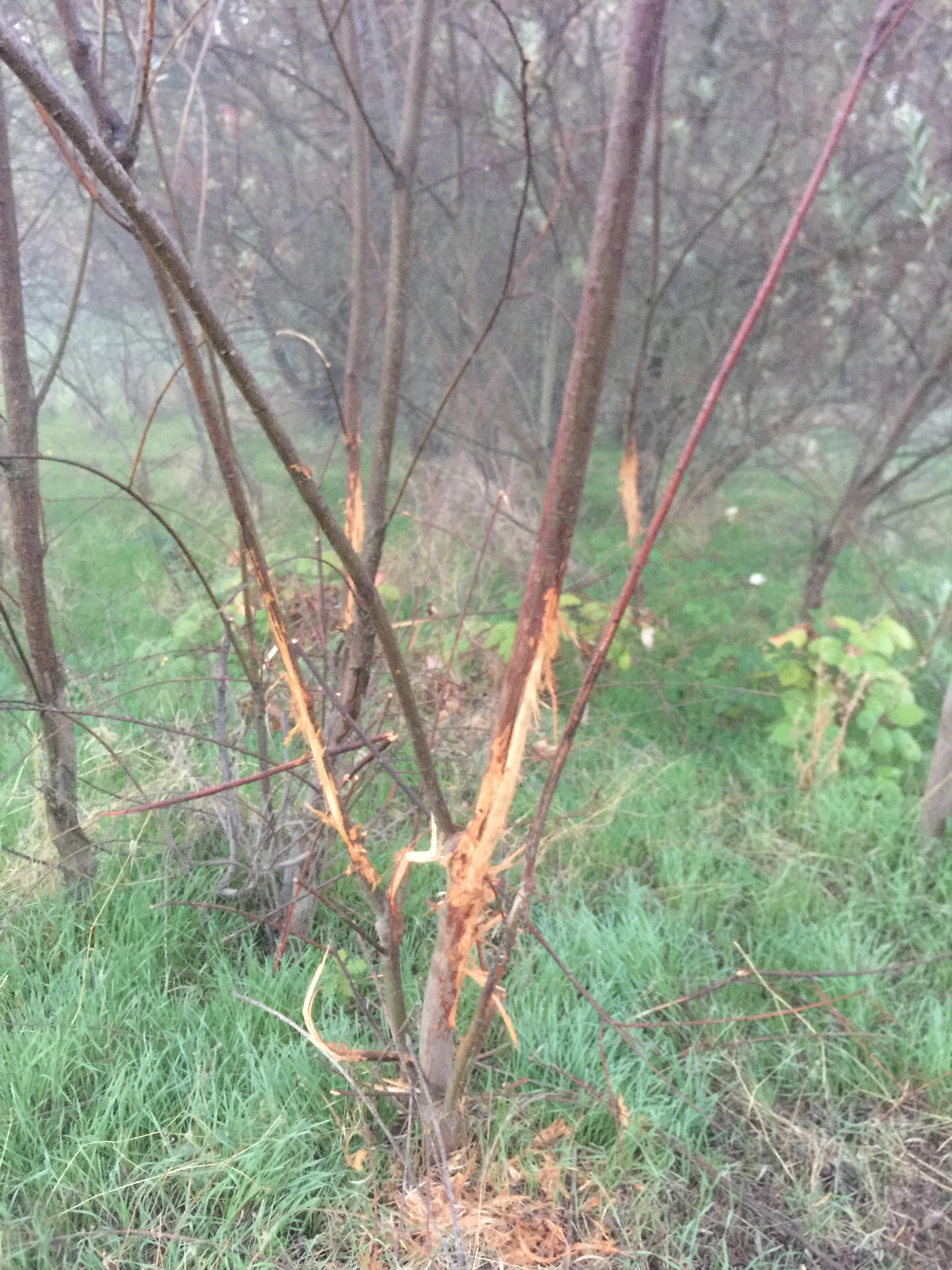 Sacramento River Blacktail Deer Rub