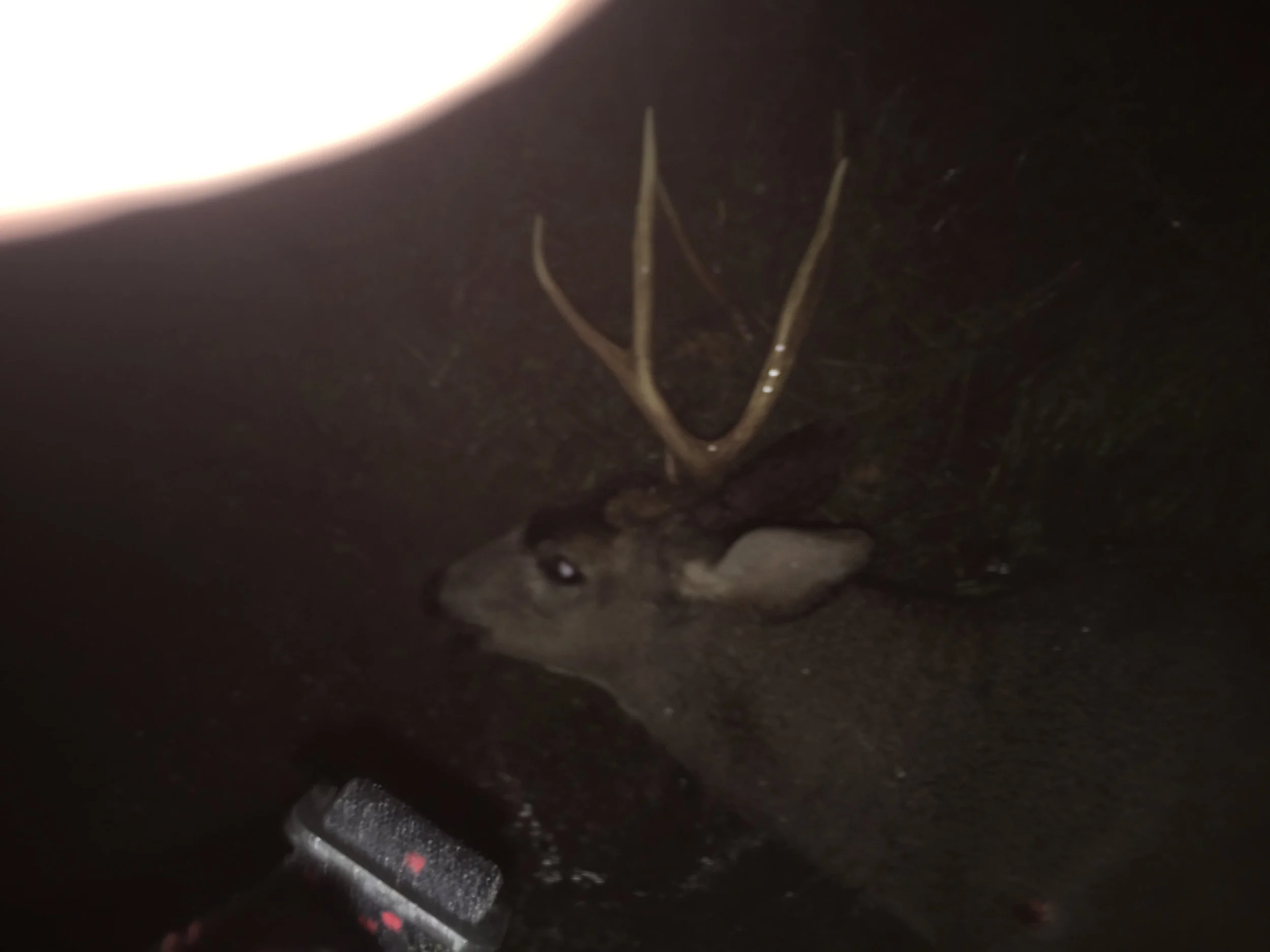 Three Point Blacktail Taken On The Sacramento River