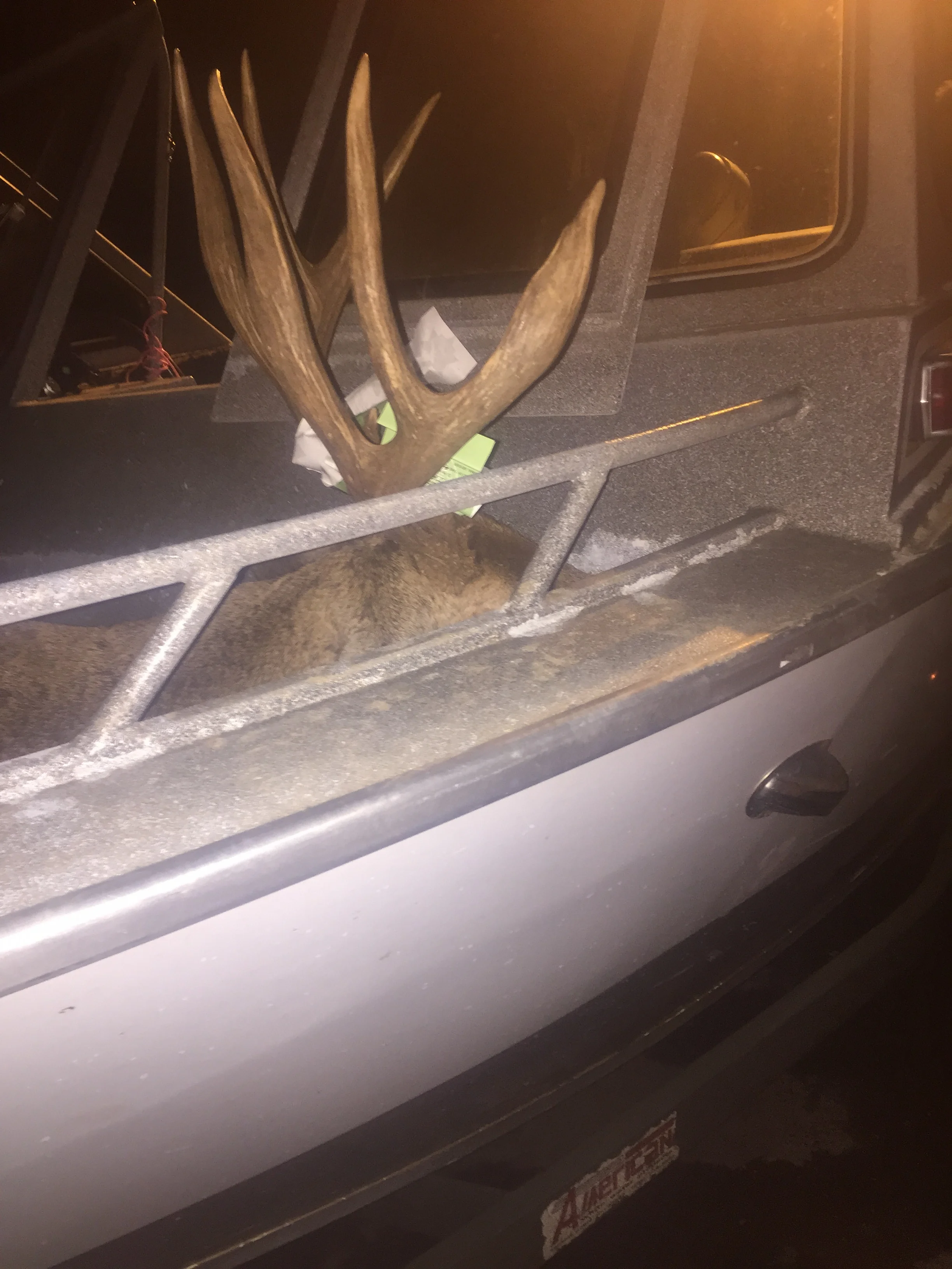 Sacramento River Blacktail Buck Shot Near Hamilton City