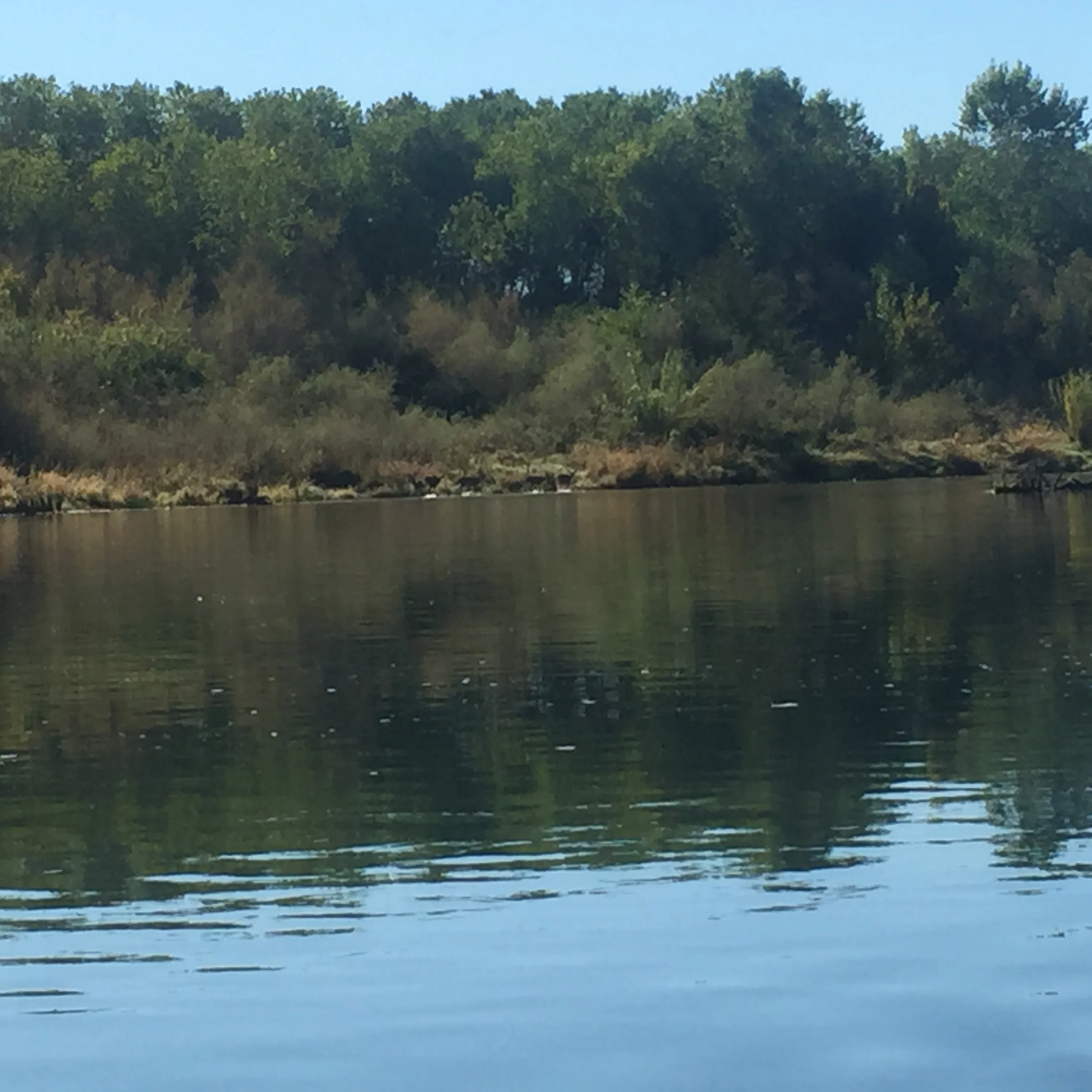 Blacktail Deer Walking On The Bank Of The Sacramento River