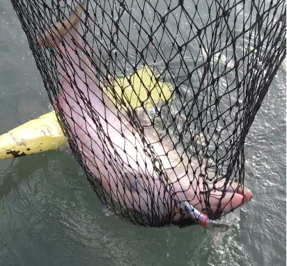 25 Pound Chetco River King Salmon Caught November 2, 2016