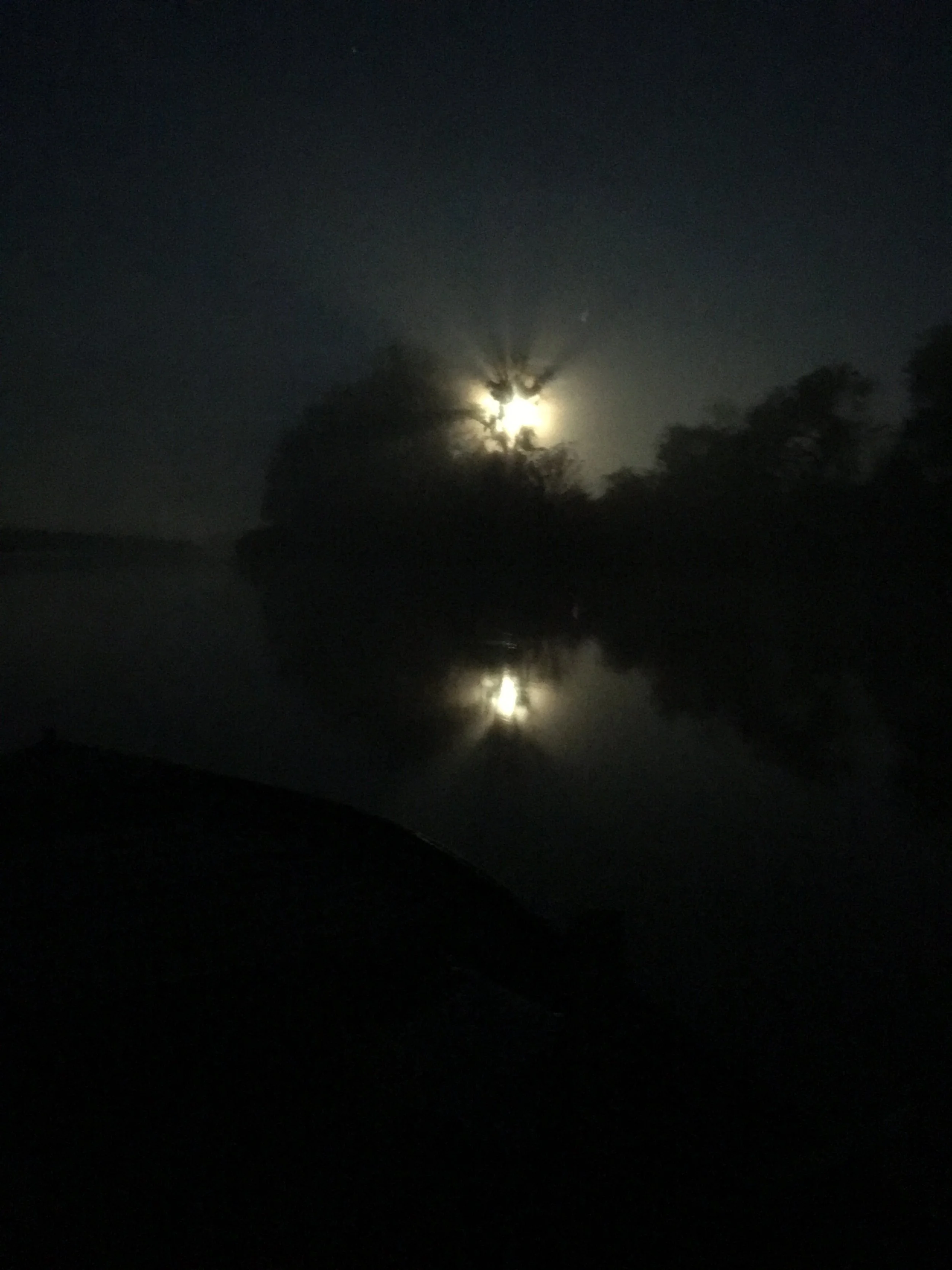 Moonlight Shines Through A Cottonwood Tree On The Sacramento River