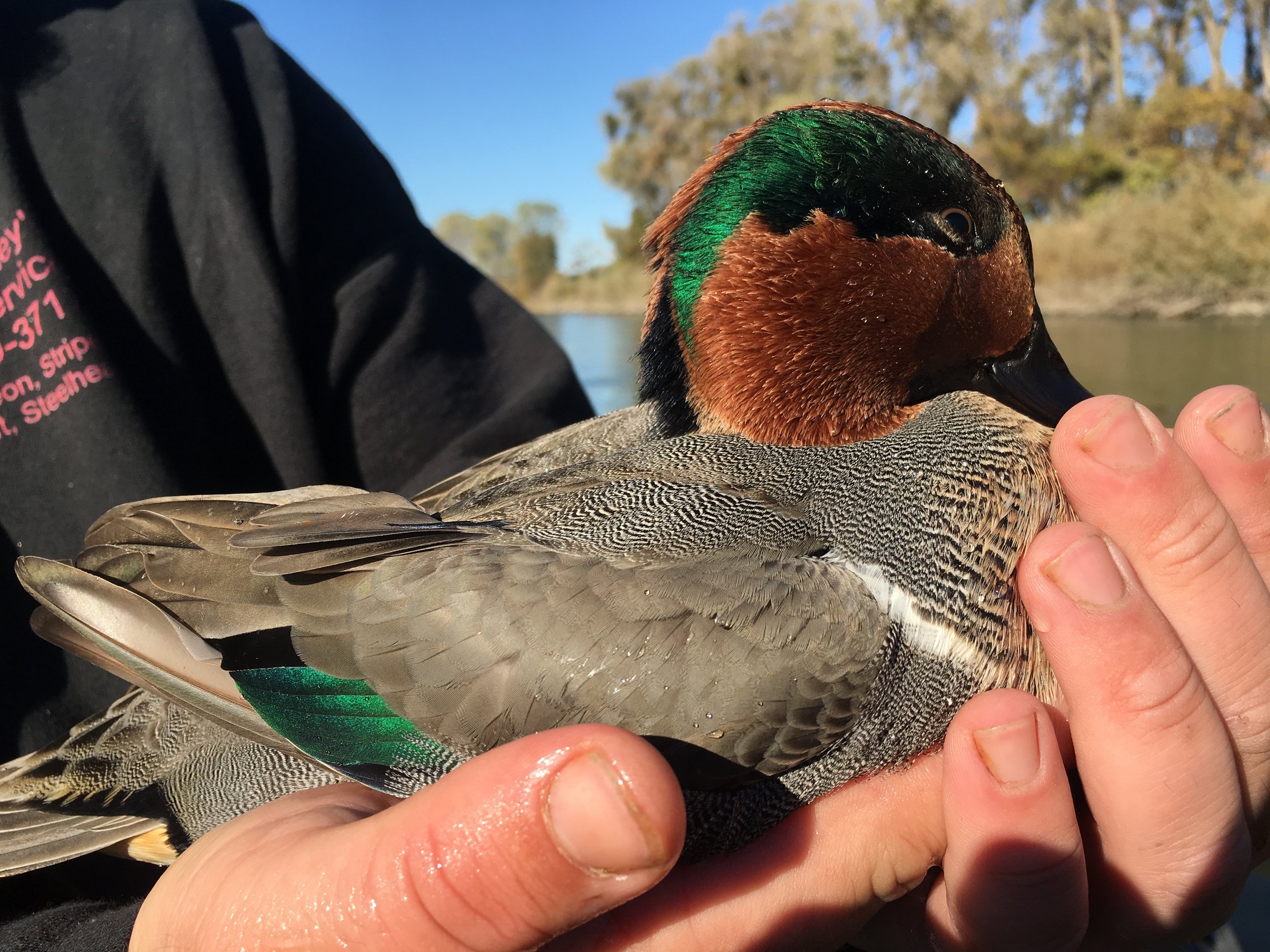Green Wing Teal On The Sacramento River, November 14, 2016