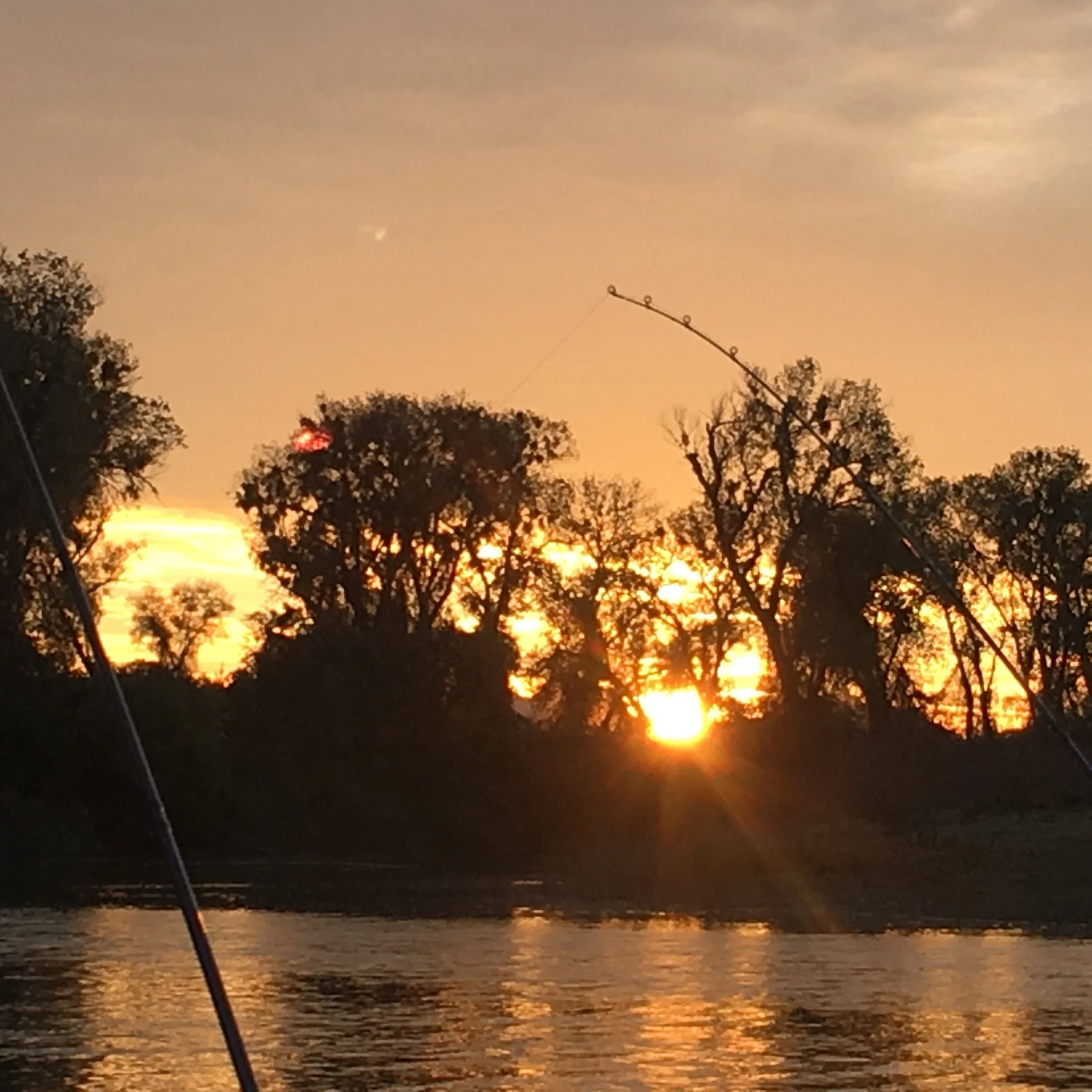 SalmonSacRiver.com Office Picture Taken On November 14, 2016