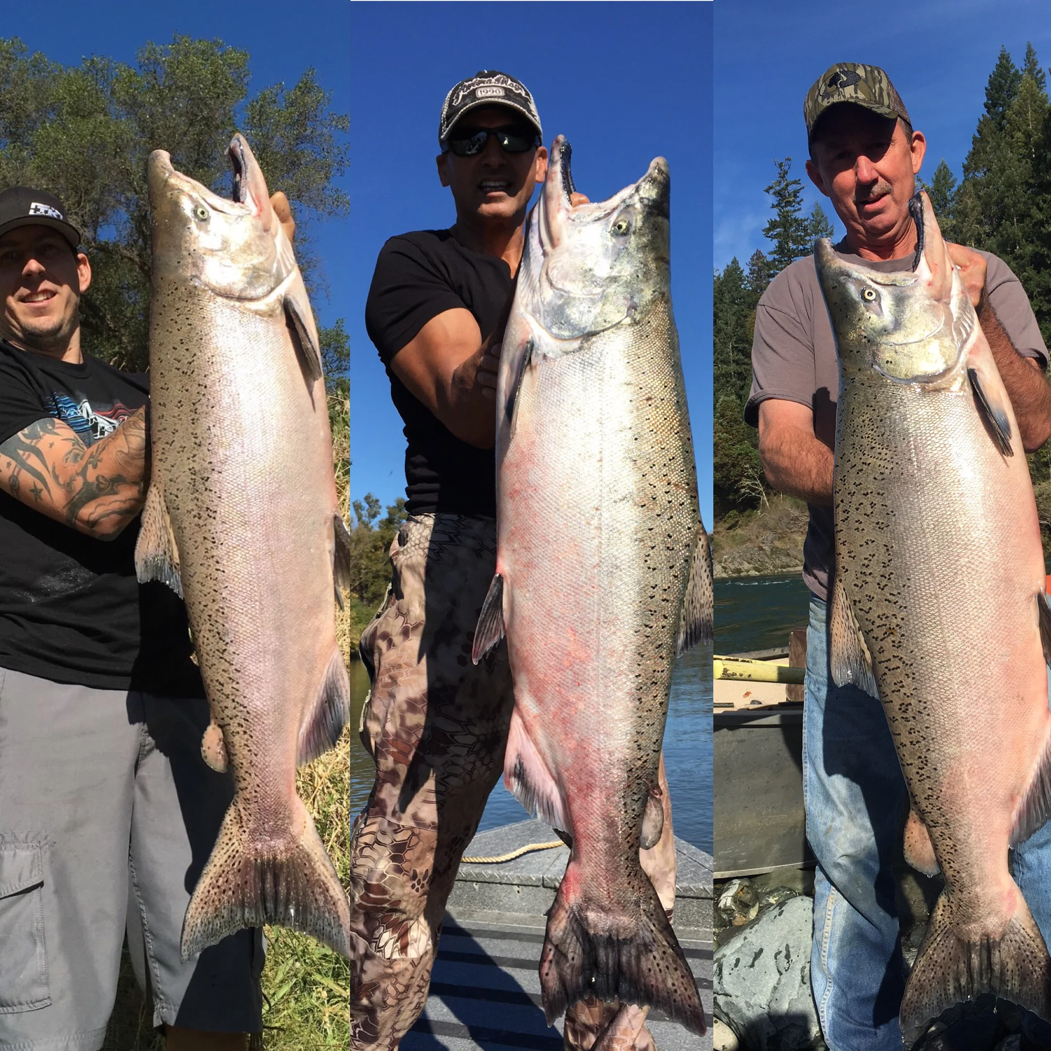 Three Sacramento River King Salmon Caught with SalmonSacRiver.com