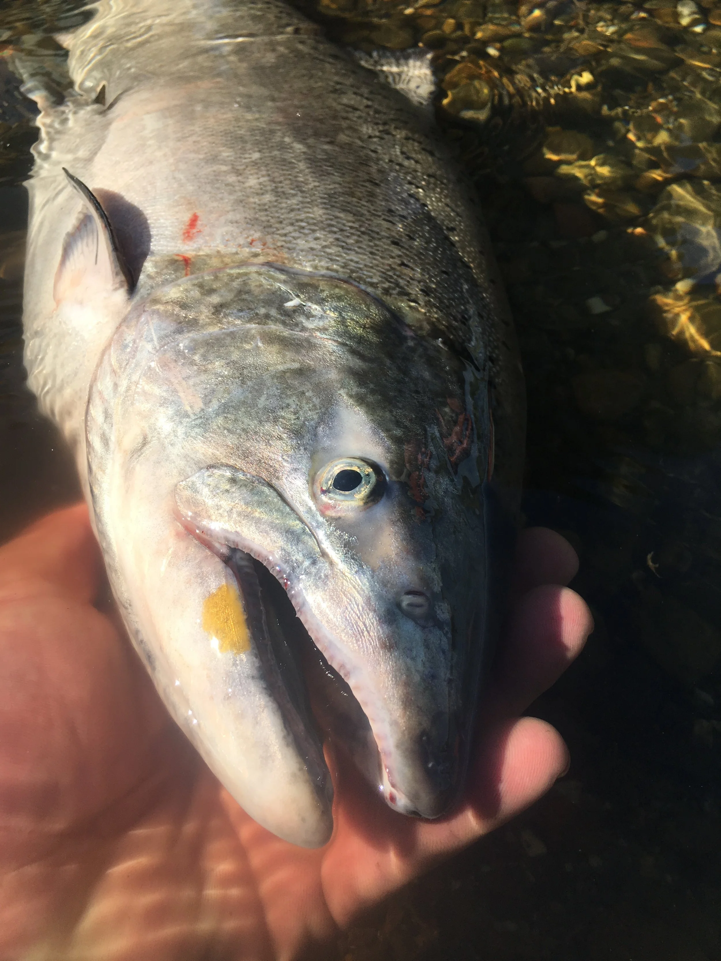A Sacramento River Salmon With The Yellow Dot