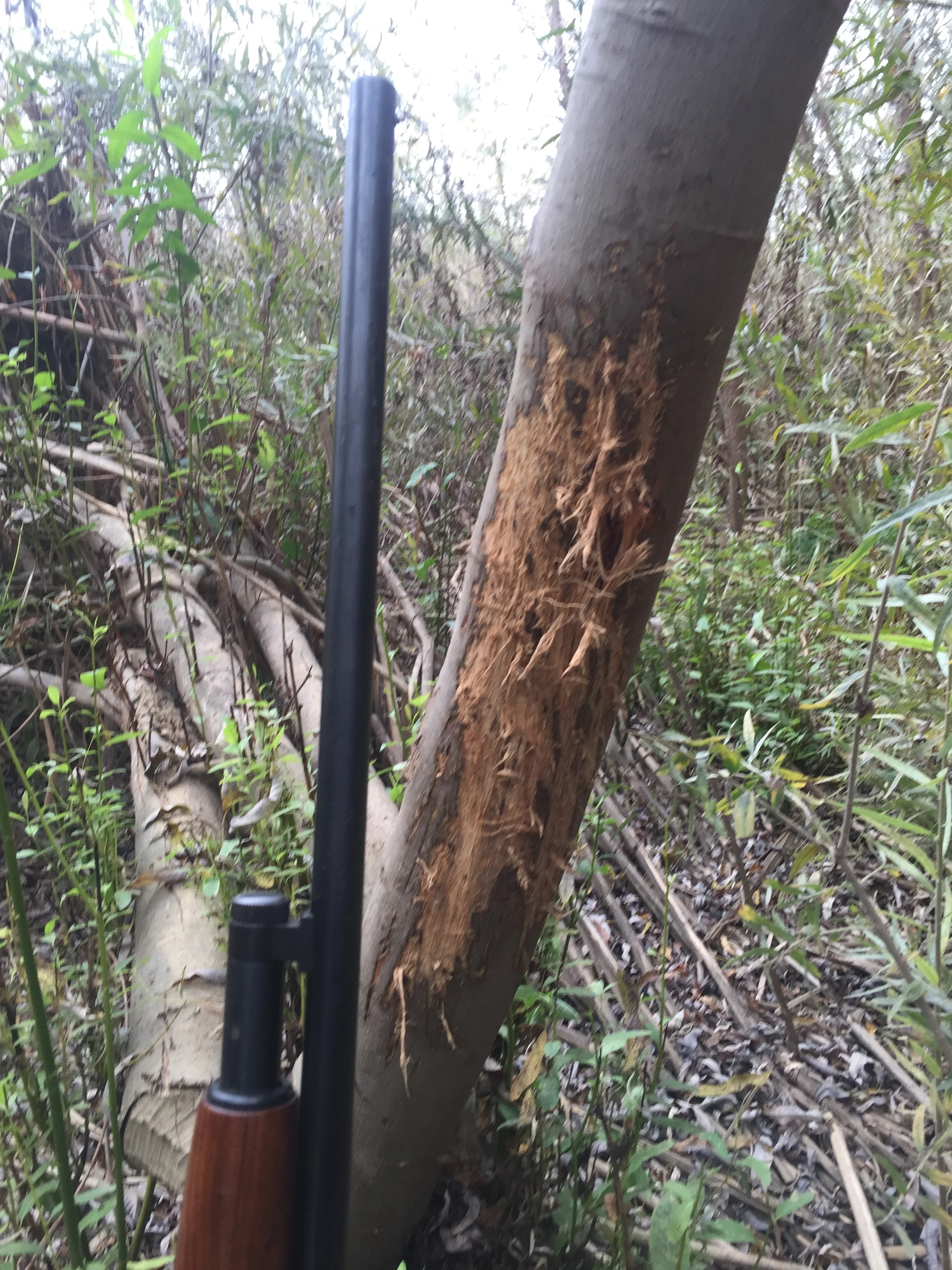 Sacramento River Deer Hunting Photo
