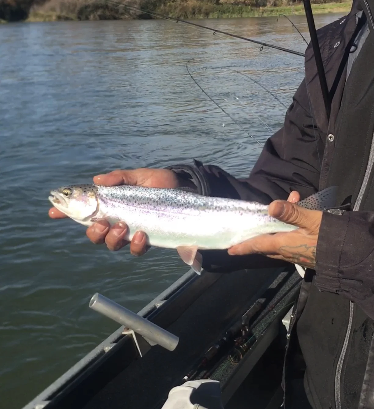 Sacramento River Steelhead and Rainbow Trout Fishing