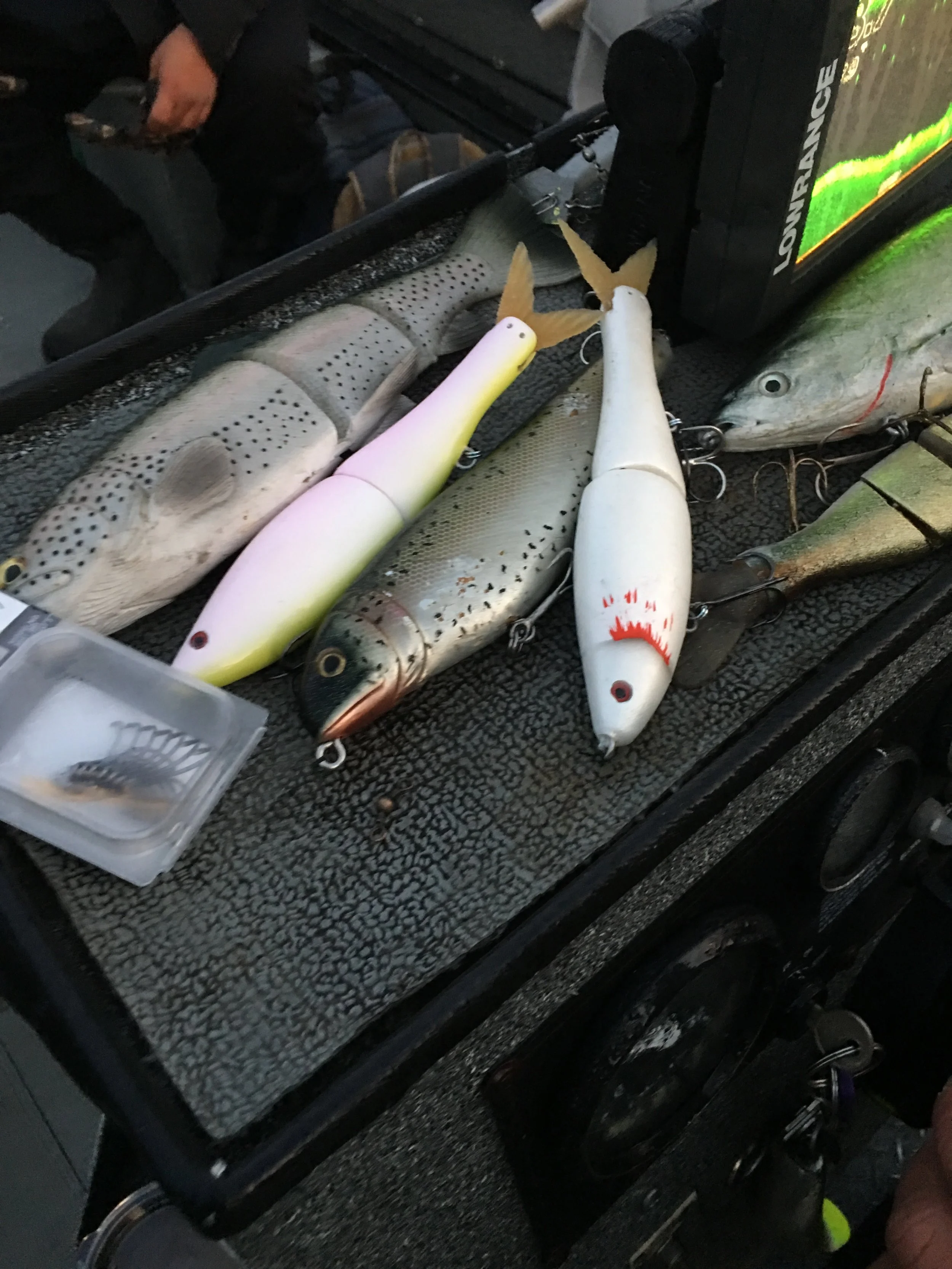 Sacramento River Striped Bass Fishing on November 5, 2016