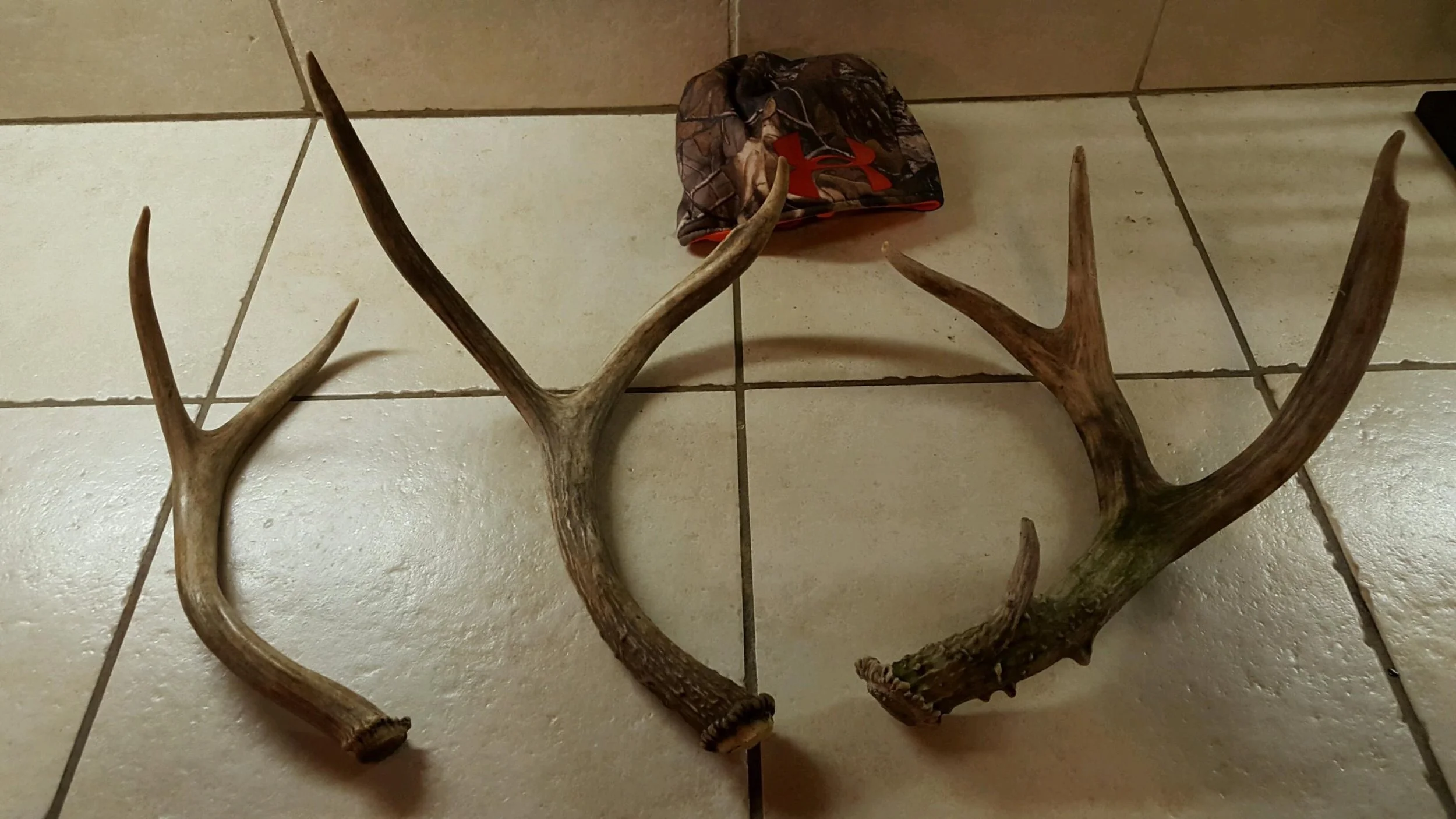Blacktail Deer shed hunting in Northern California