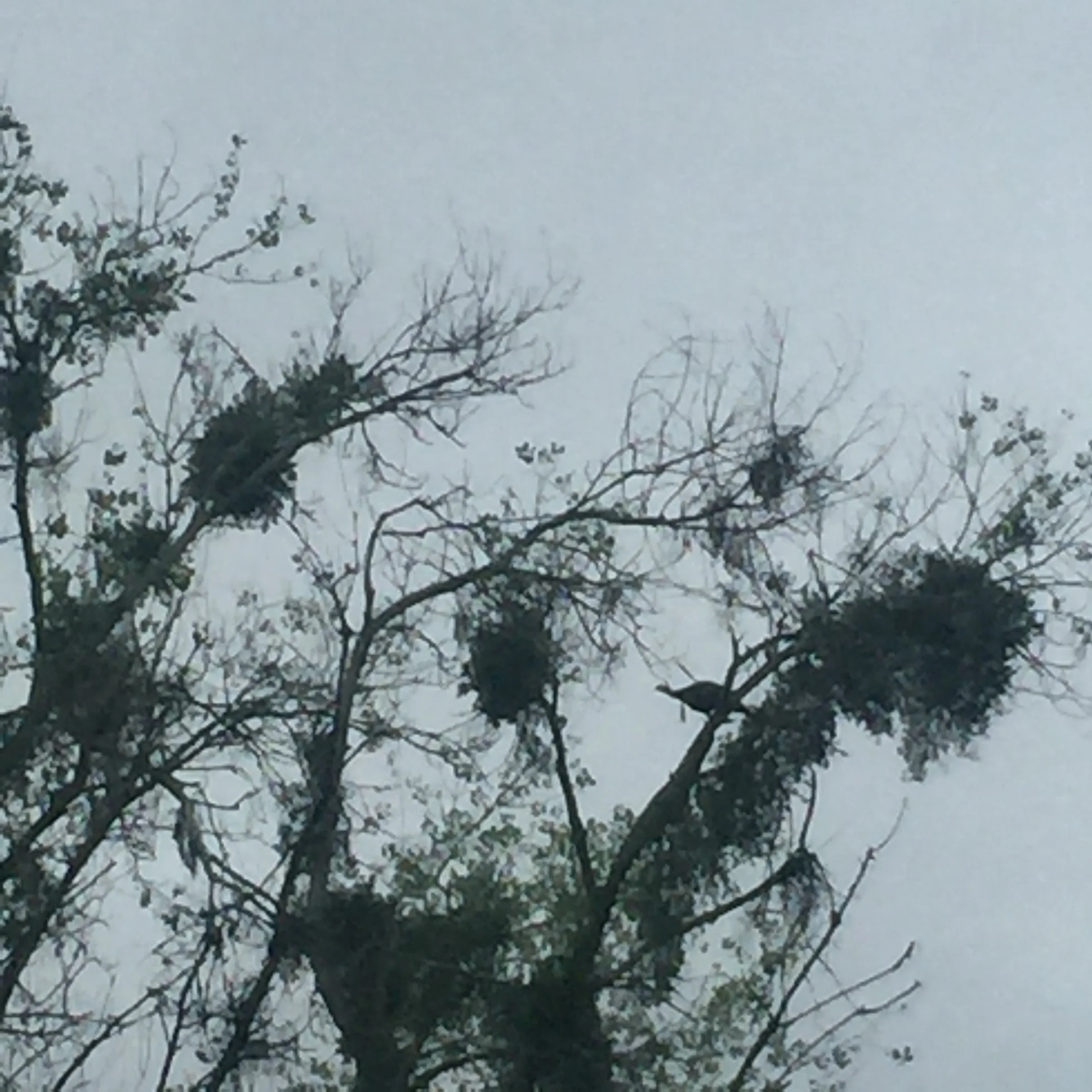 Big Gobbler Late To Leave The Roost On The Sacramento River