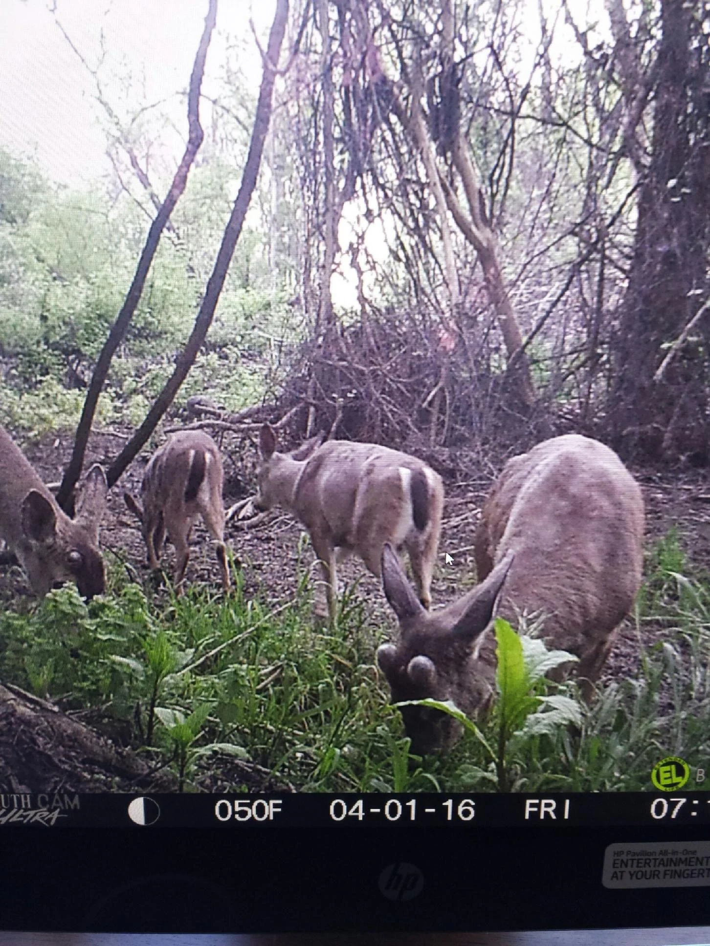 Blacktailed Bucks Caught On Trail Camera On The Sacramento River