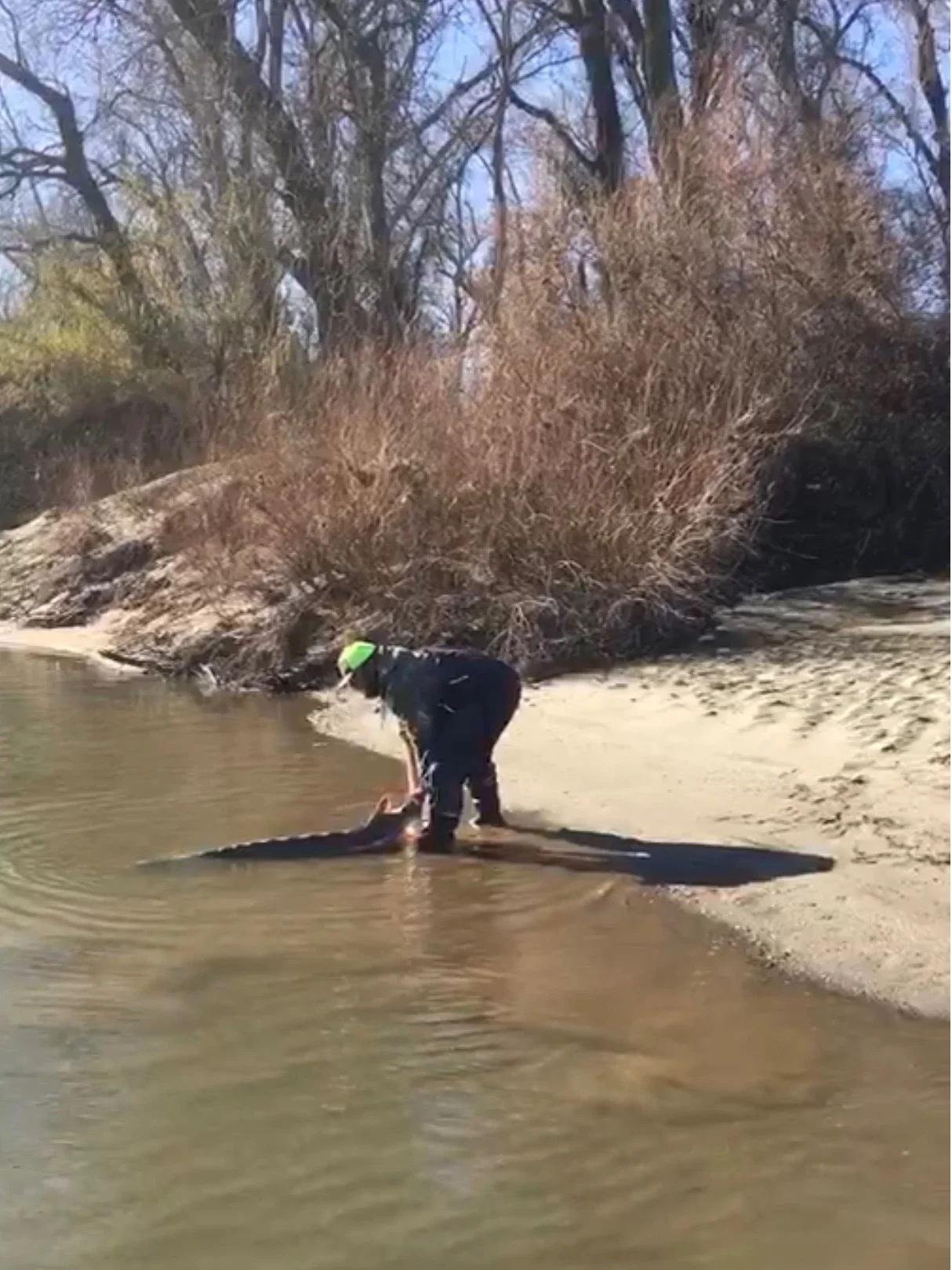 Sturgeon Fishing Guide Releases Sacramento River White Sturgeon
