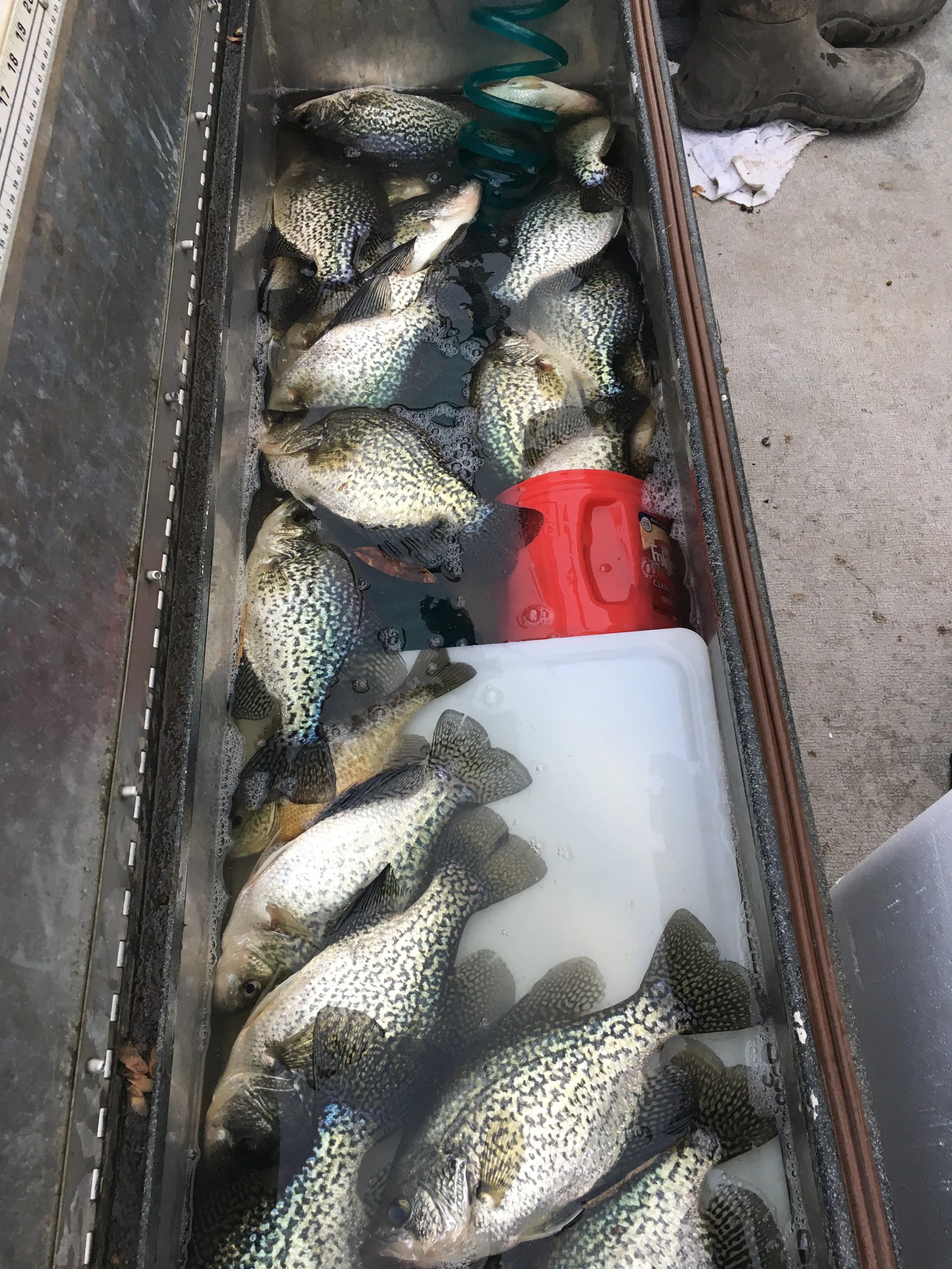 Sacramento River Fishing Guide Catching Crappi At Clearlake