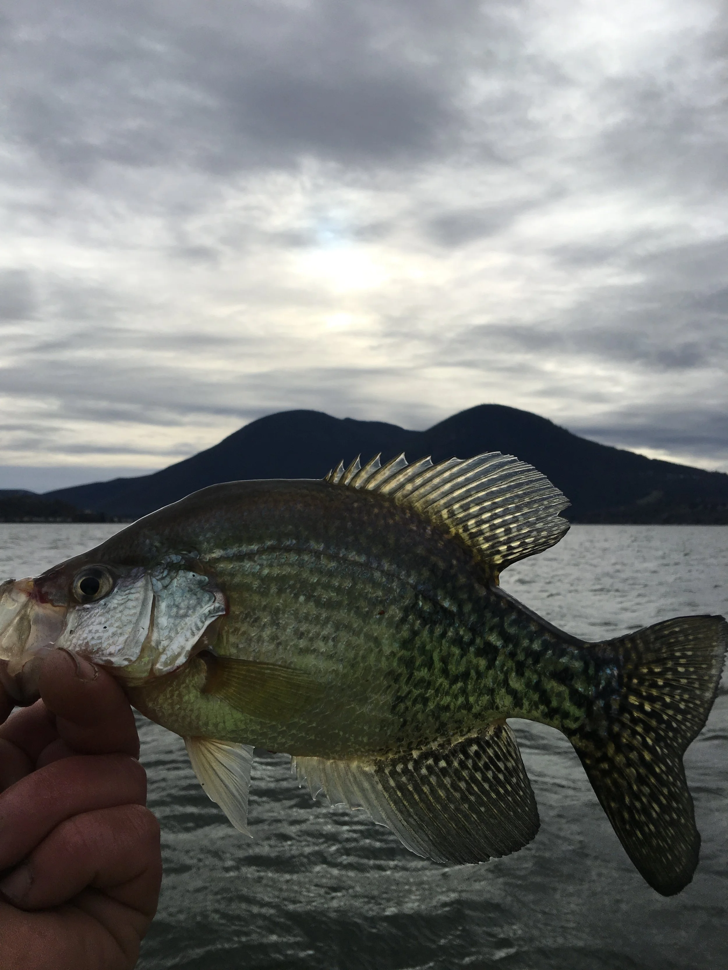 Northern California Fishing For Clearlake Crappi