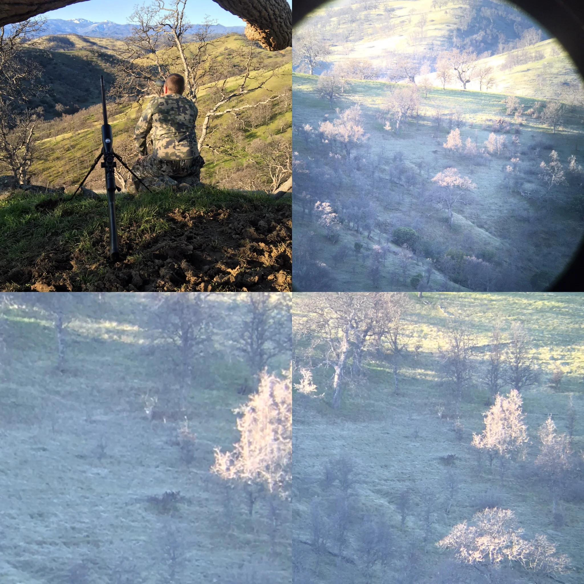 Northern California Trophy Black Tail Buck Pictured By Michael Armstrong