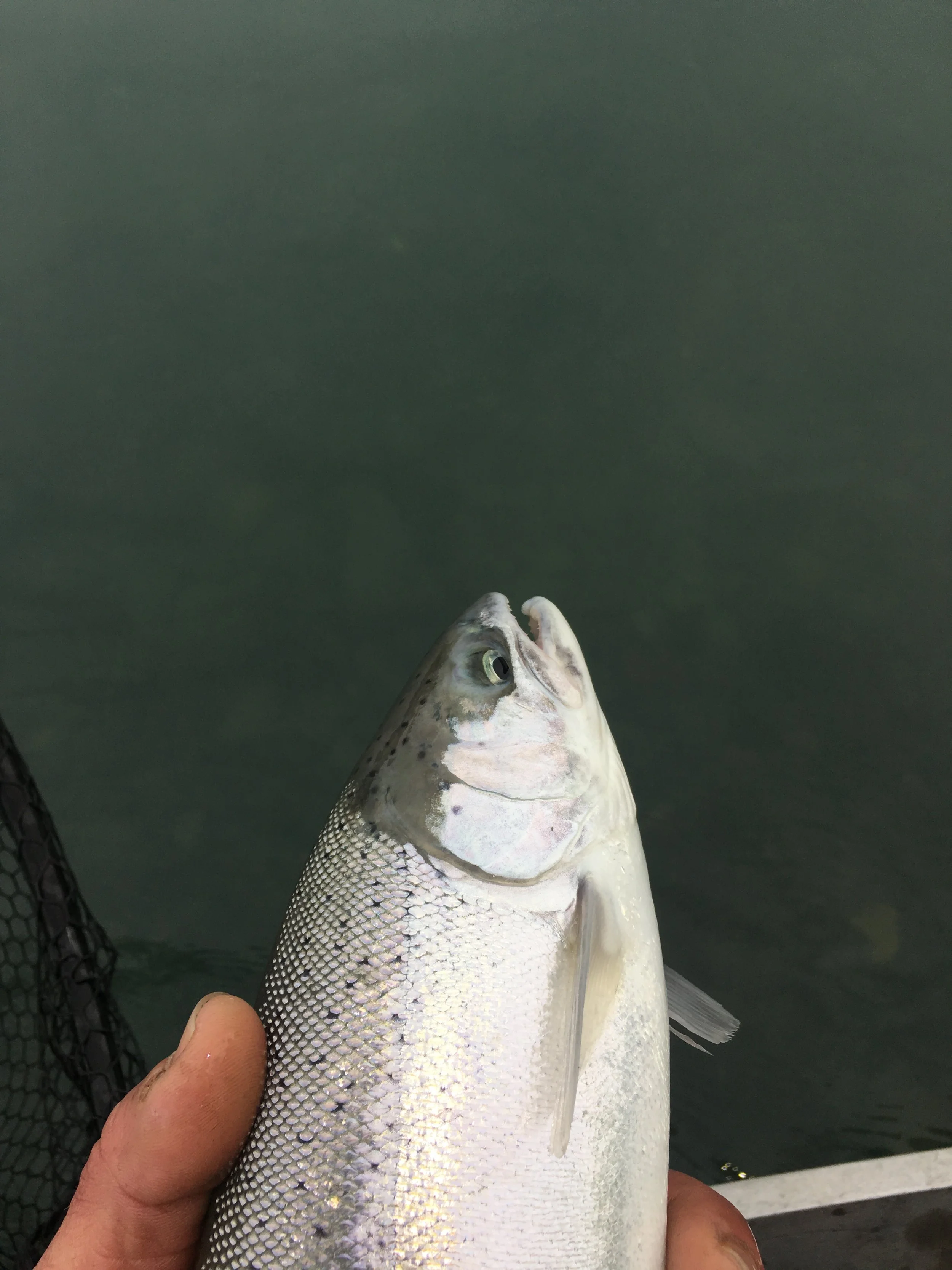 Small hen Chetco River Steelhead On January 29, 2017