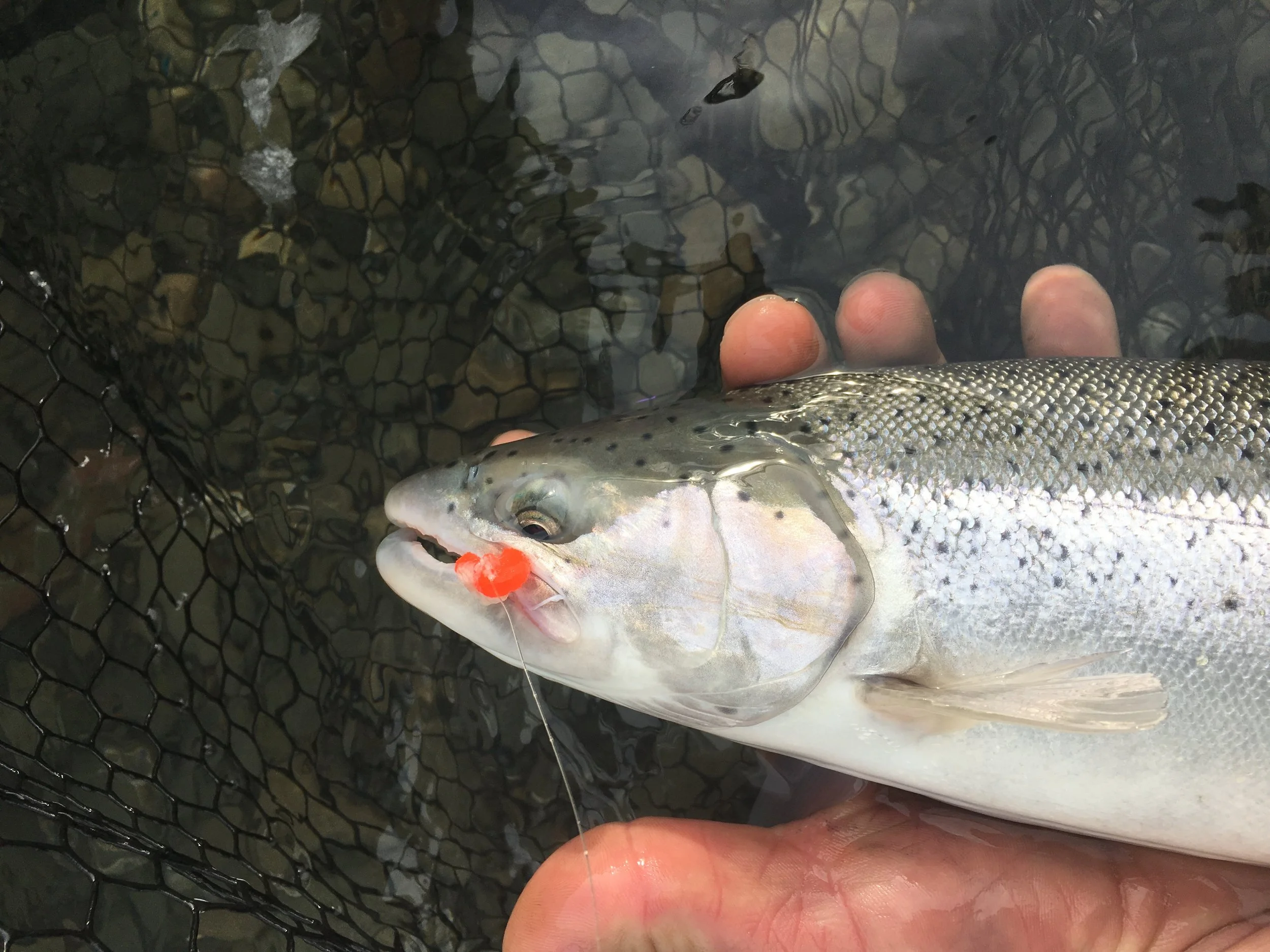 Chetco River Steelhead January 29, 2017