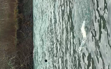 Smith River Steelhead Jumping Wildly On The Line With SalmonSacRiver.com