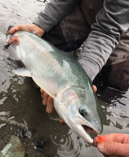 Northern California Steelhead Fishing With SalmonSacRiver.com