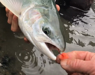 Smith River Steelhead Caught By Steelhead Guide Mike Rasmussen With SalmonSacRiver.com February 4, 2017