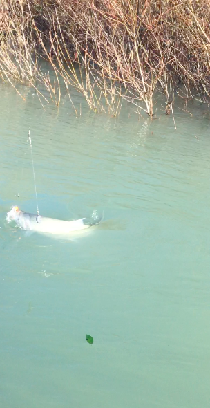 Chrome Steelhead Caught With Salmon Fishing Guide Dave Jacobs