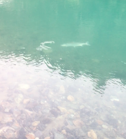 Chrome Northern California Steelhead Being Stuborn