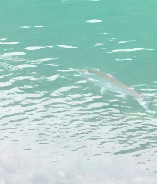 The Grey Ghost Of The Smith River!!!