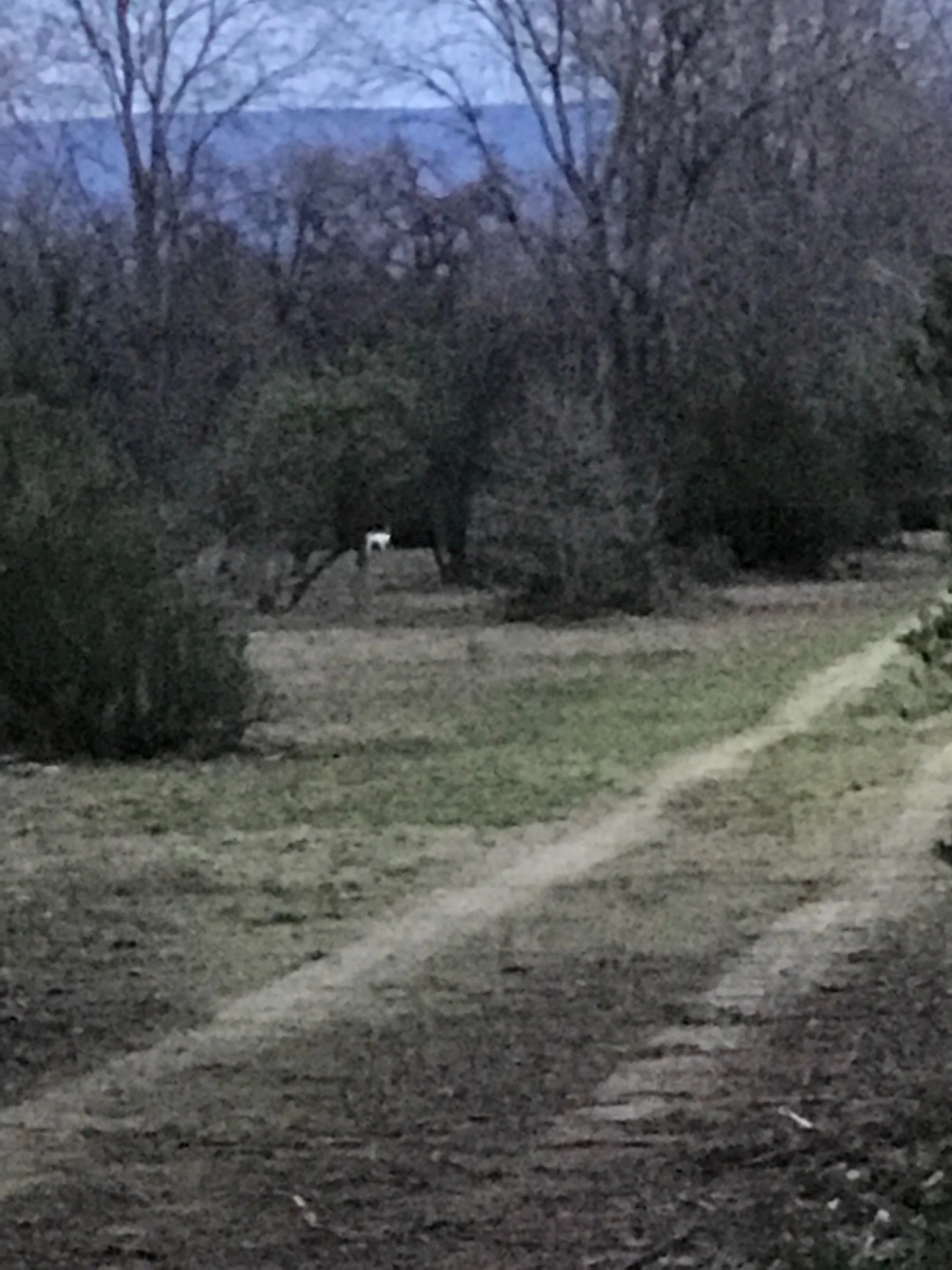 Albino Deer Spotted By John McGee Of Legal Limit Sport Fishing