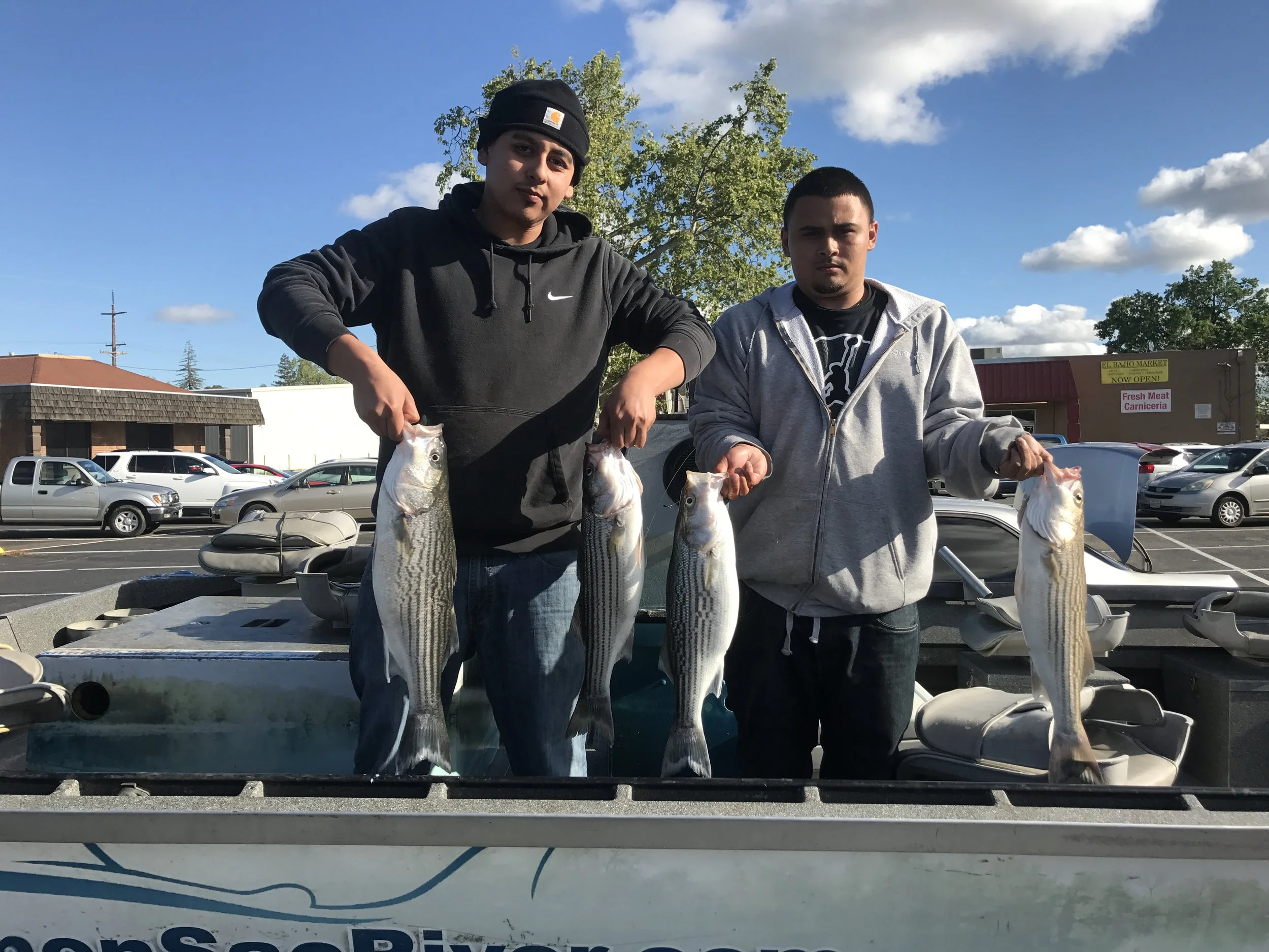 Striped Bass Limits From The Feather River On April 8, 2017