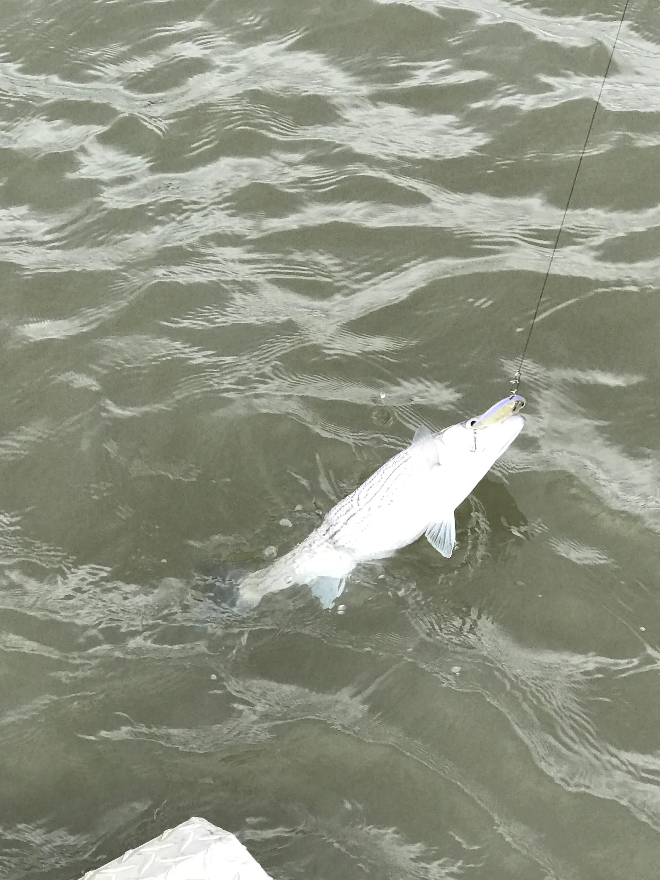 Sacramento River Striped Bass Caught April 12, 2017