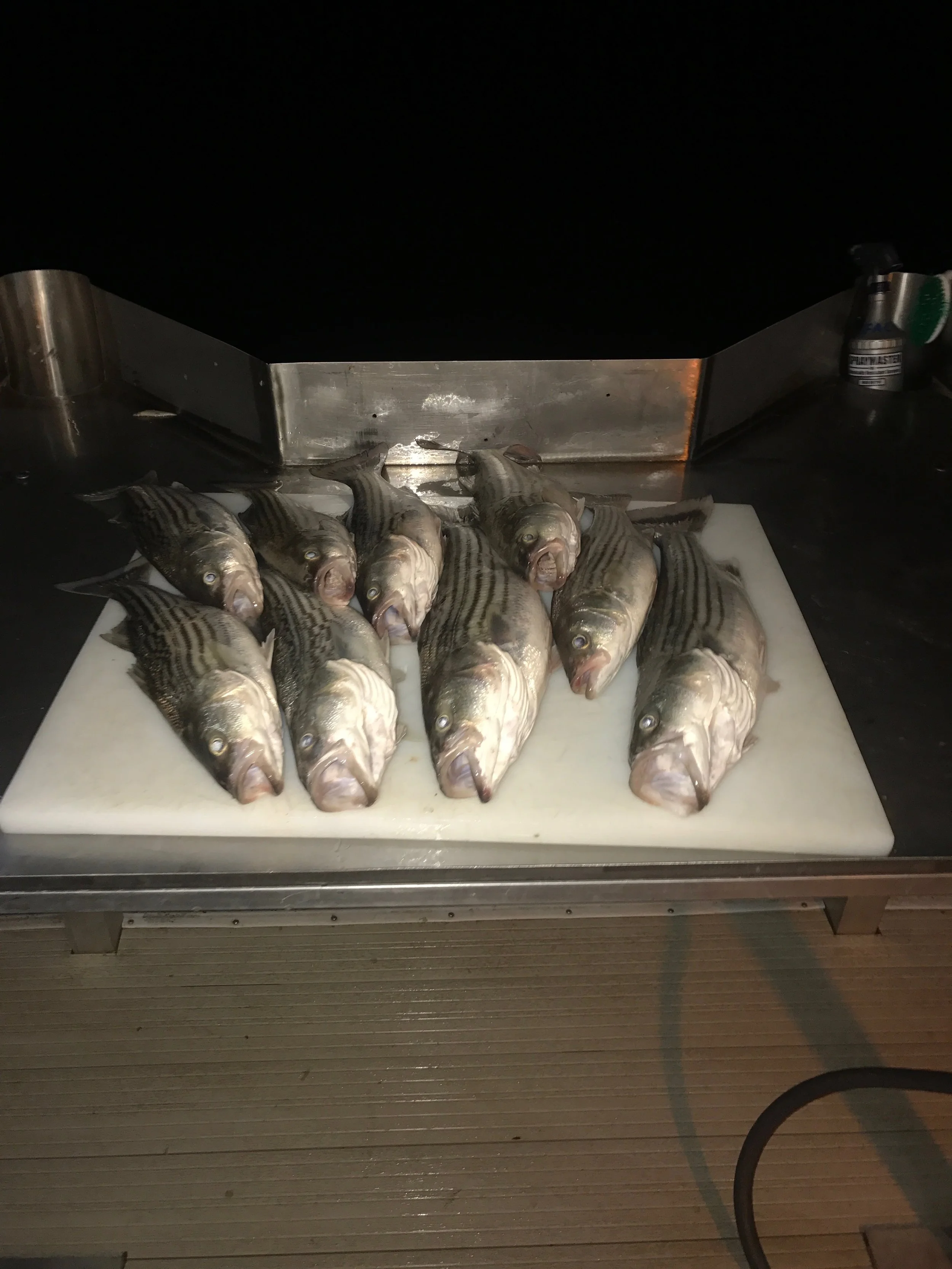 Limits Of Striped Bass On The Sacramento River On April 10, 2017