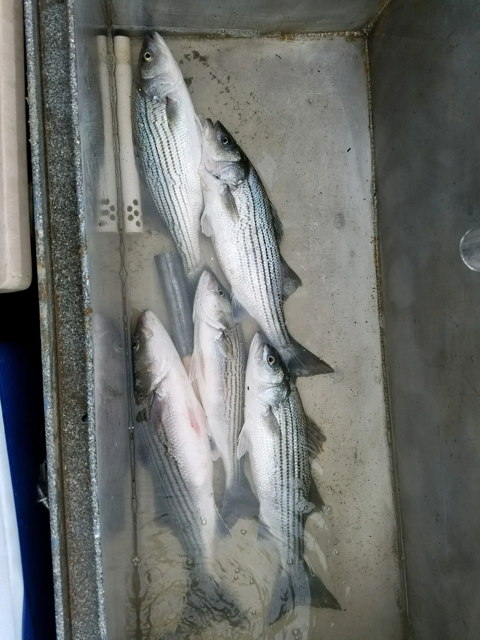 Sacramento River Striped Bass In The SalmonSacRiver.com