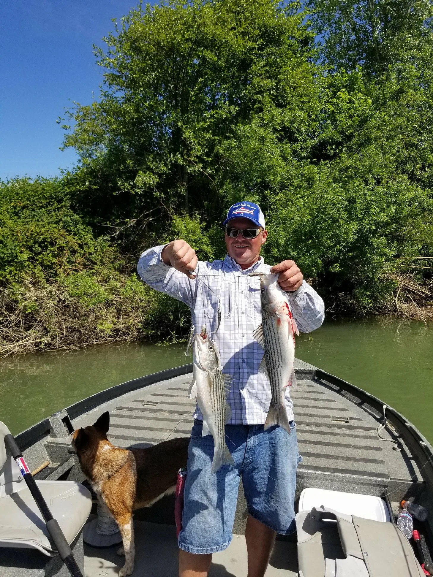 Mike Rasmussen with SalmonSacRiver.com holds his limit of keeper striped bass he caught in a single cast using the A-Rig on May 14, 2017 near Woodson Bridge in Corning, Ca on the Sacramento River. 