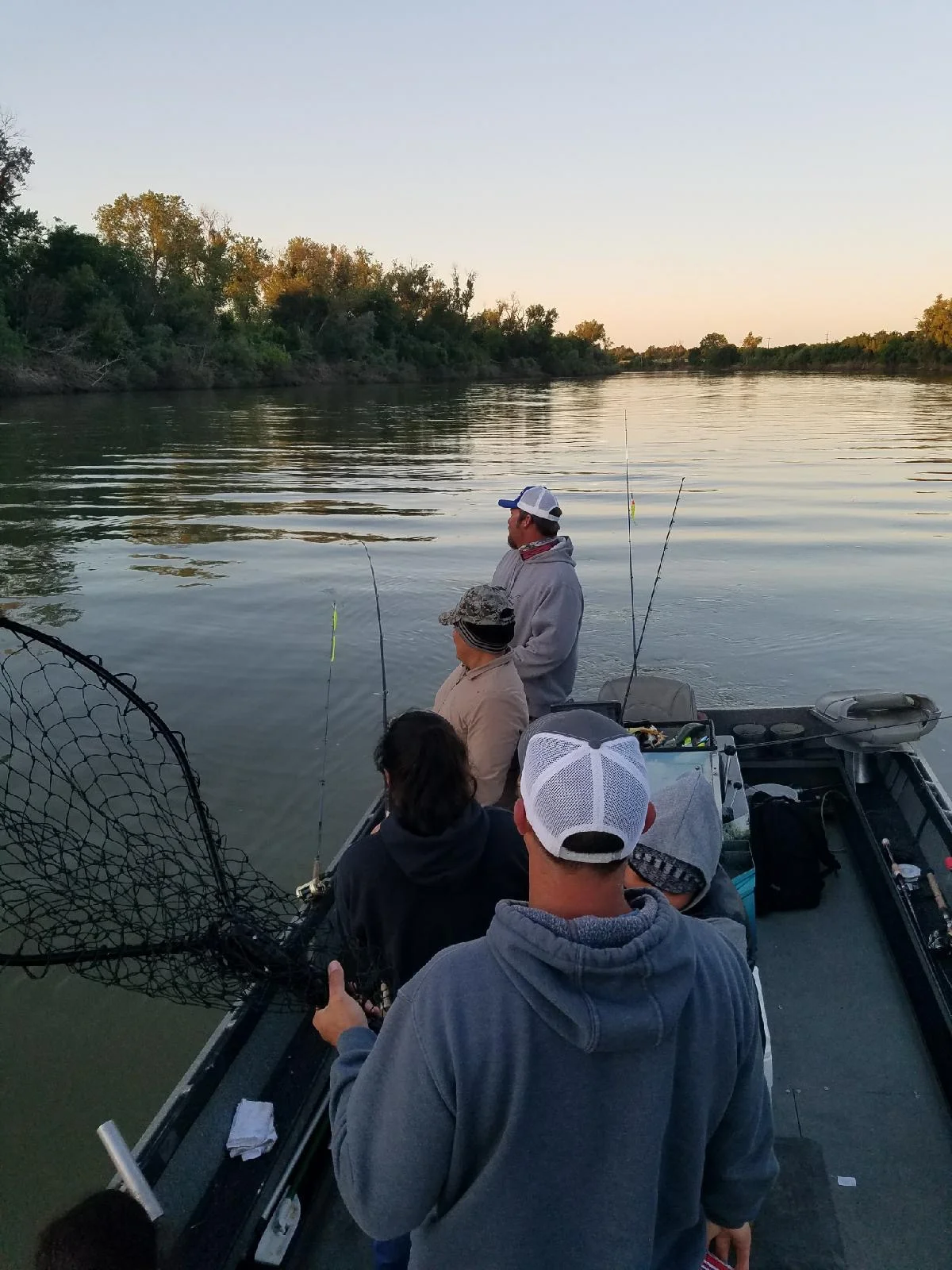 Striped Bass On The Line On The Sacramento River