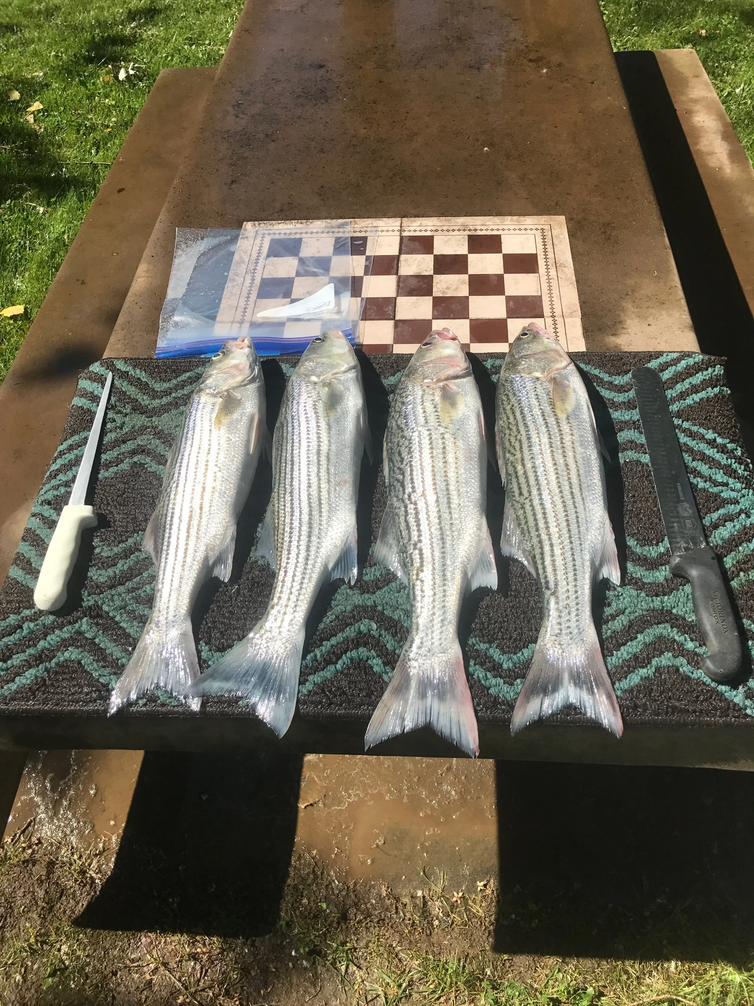 Mike Rasmussen of SalmonSacRiver.com shows off a two person limit he is going to process for consumption after a recent trip on the Sacramento River in Northern California. 