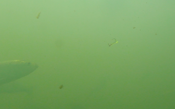 American Shad Seconds Before Striking A Jig On The Sacramento River
