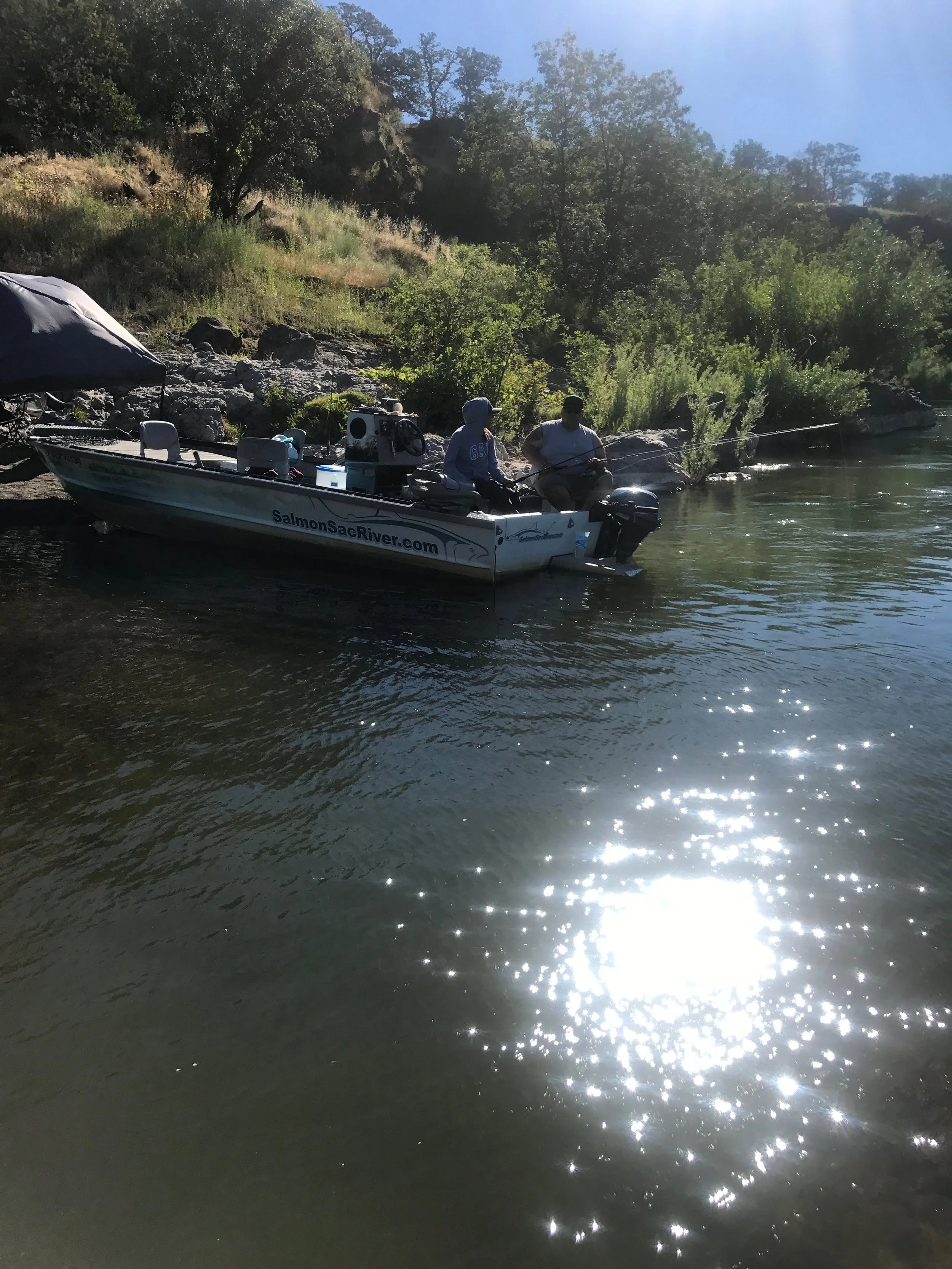 American Shad Fishing On The Sacramento River, June 2017