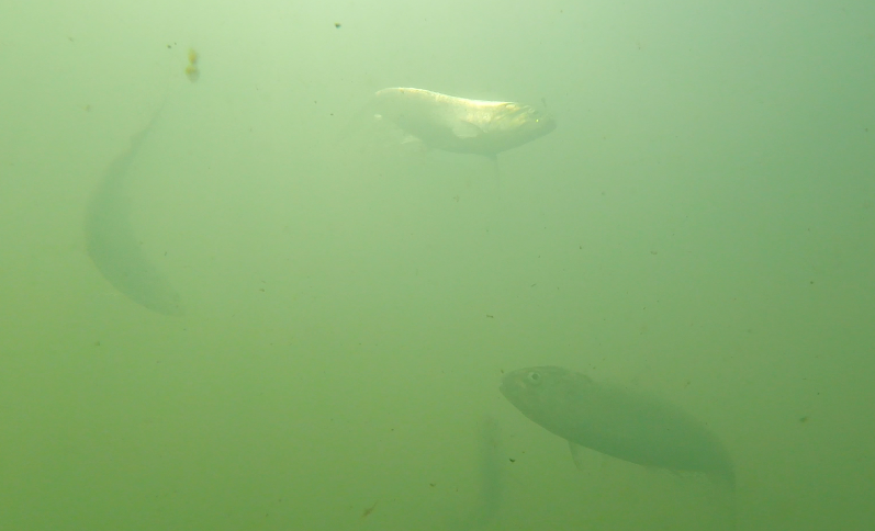 A American Shad is shown fighting against the rod and reel of a SalmonSacRiver.com client while on a guided combination fishing trip including striped bass. You can see the small jig head and grub in the snout of the American Shad at the top of the photograph.
