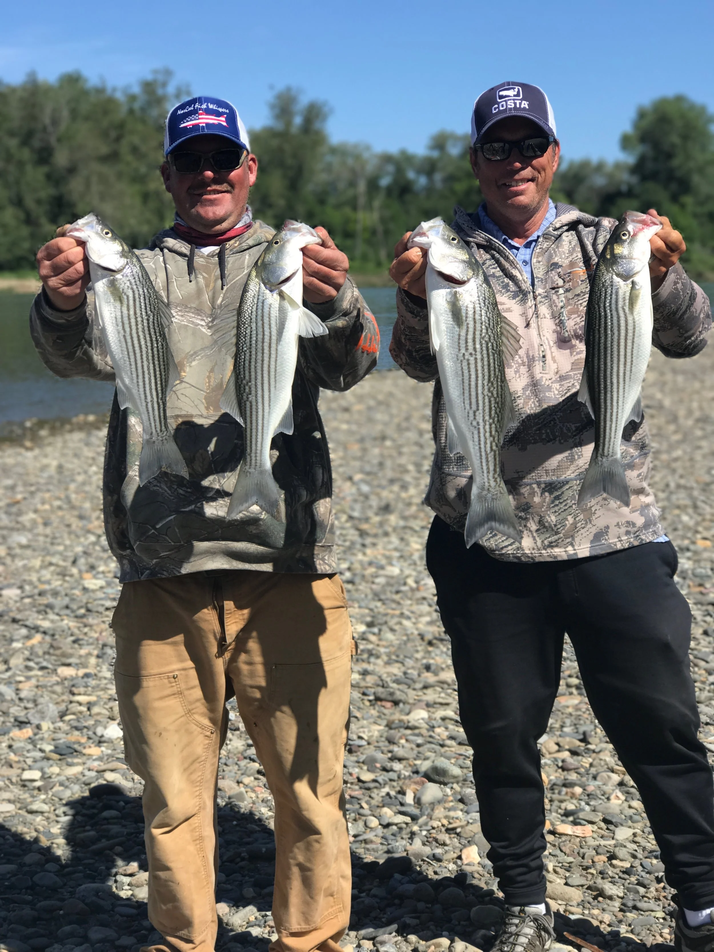 Fishing guides Mike Rasmussen with SalmonSacRiver.com and Dave Jacobs of sacramentofishing.com hold up their limits of keeper striped bass caught near Red Bluff, Ca on the Sacramento River here in Northern California. 