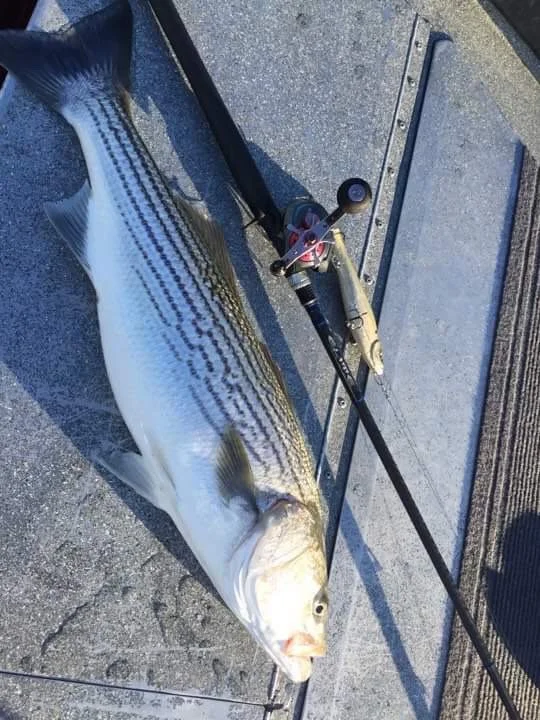 Big Striped Bass Caught On Top Water On The Sacramento River