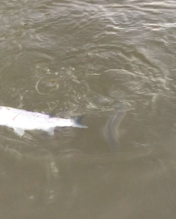 Striper Ghosts Appear Under The Surface Of The Sacramento River