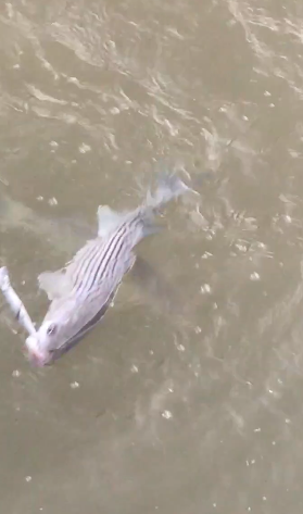 Sacramento River Fishing Guides Catching Striped Bass