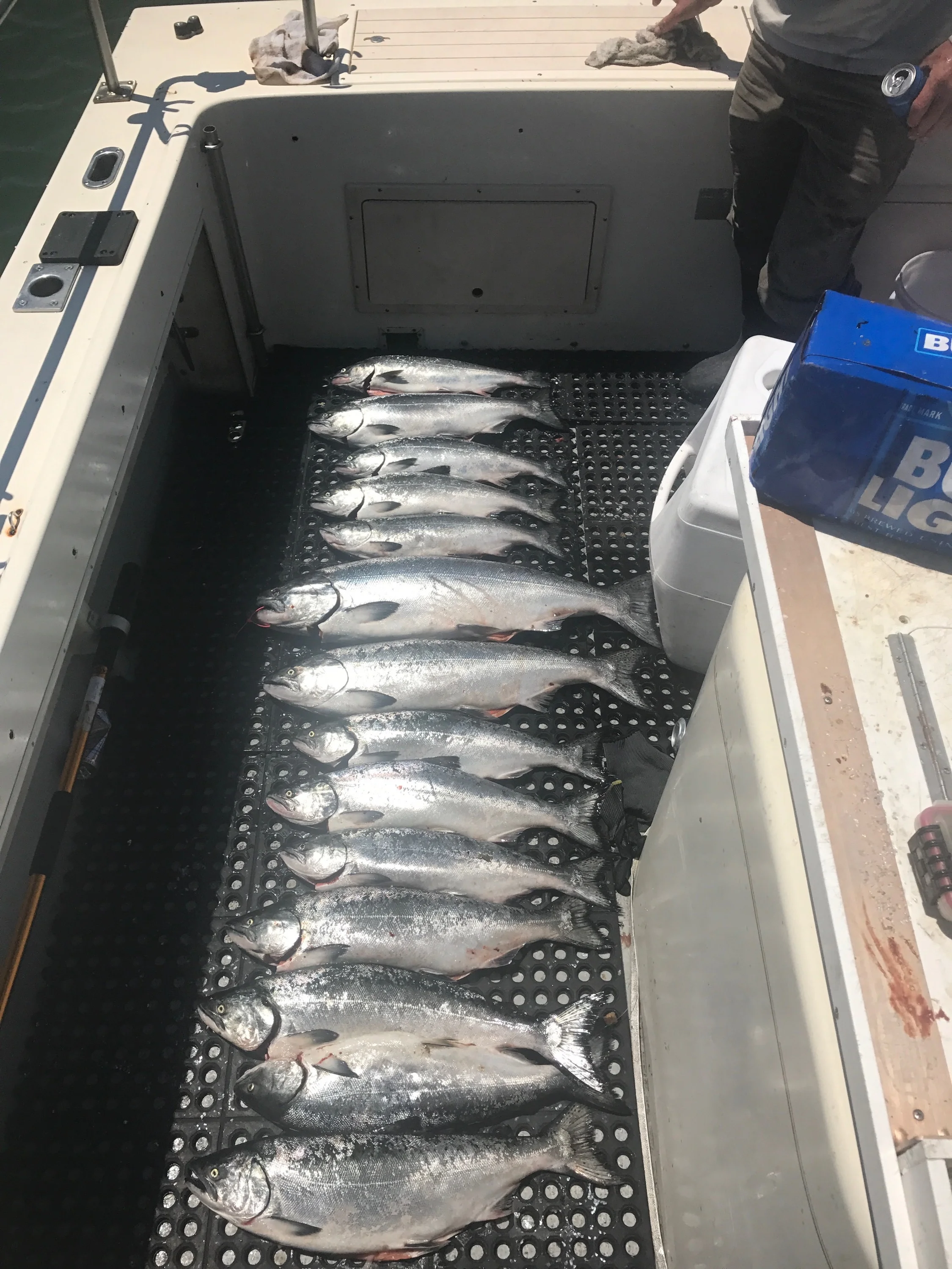 Limit Out Salmon Fishing In The Ocean With Cpt. John McGee