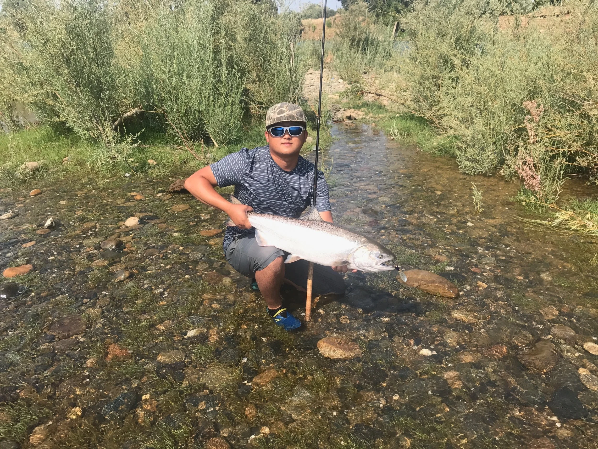 This pic and the two above are Feather River salmon taken by Ryan Tripp and Joseph Green and crew this week on the spinner line at the "outlet hole" near Oroville, Ca. The Blue Fox spinner is the most popular on the water this time of year and produ…