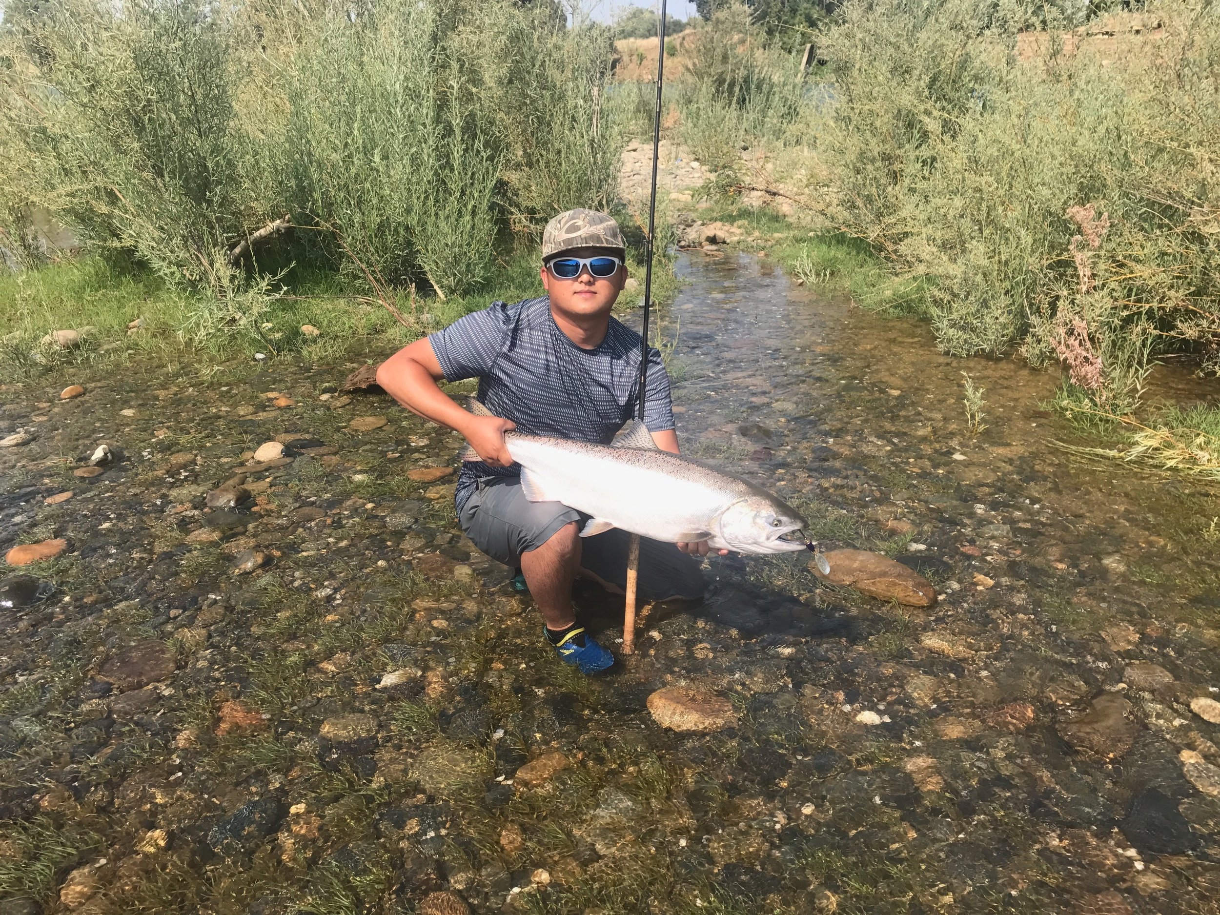 This pic and the two above are Feather River salmon taken by Ryan Tripp and Joseph Green and crew this week on the spinner line at the "outlet hole" near Oroville, Ca. The Blue Fox spinner is the most popular on the water this time of year and produces quality king salmon everyday on the Feather River.